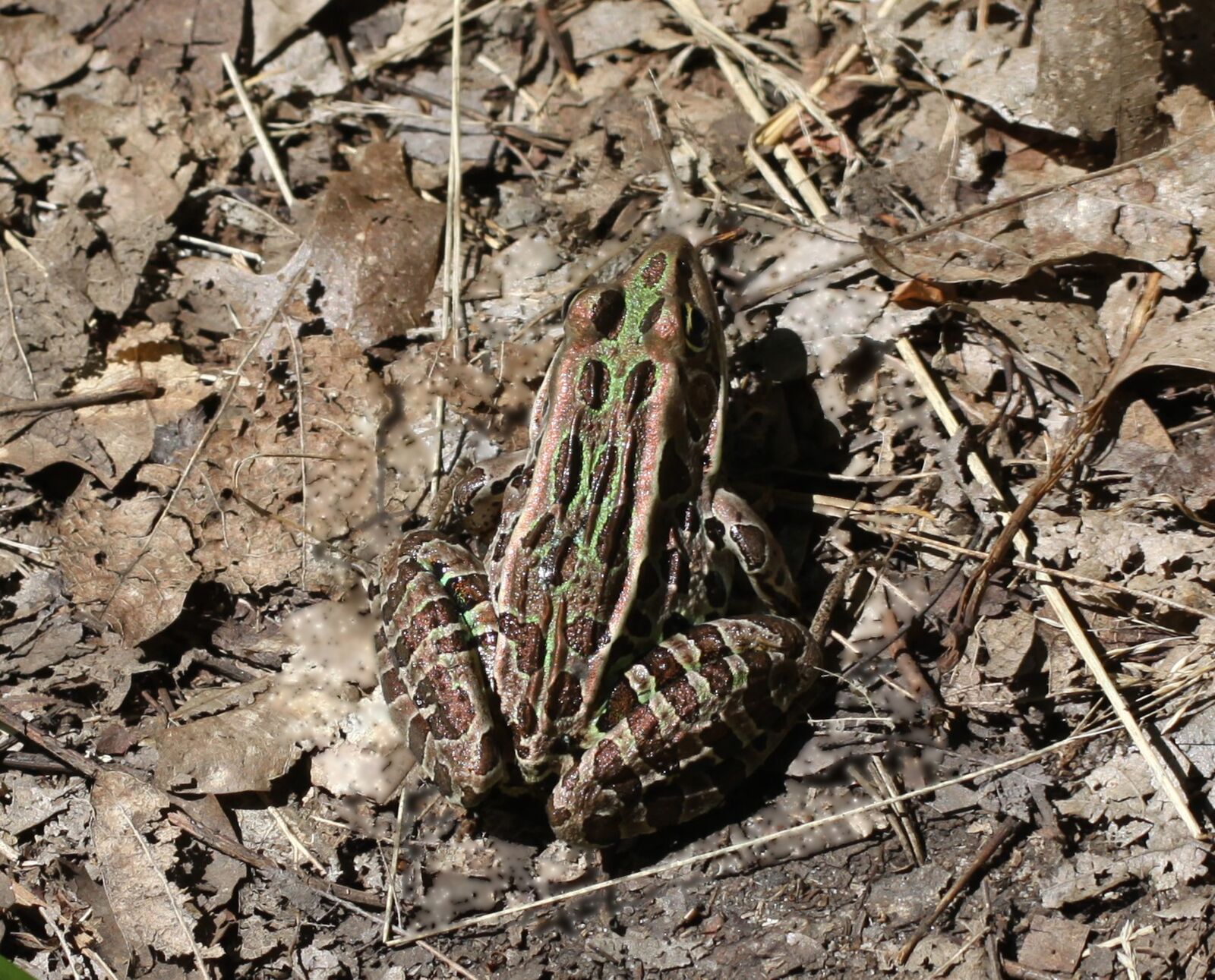 Canon EOS 50D sample photo. Lithobates pipiens, rana pipiens photography