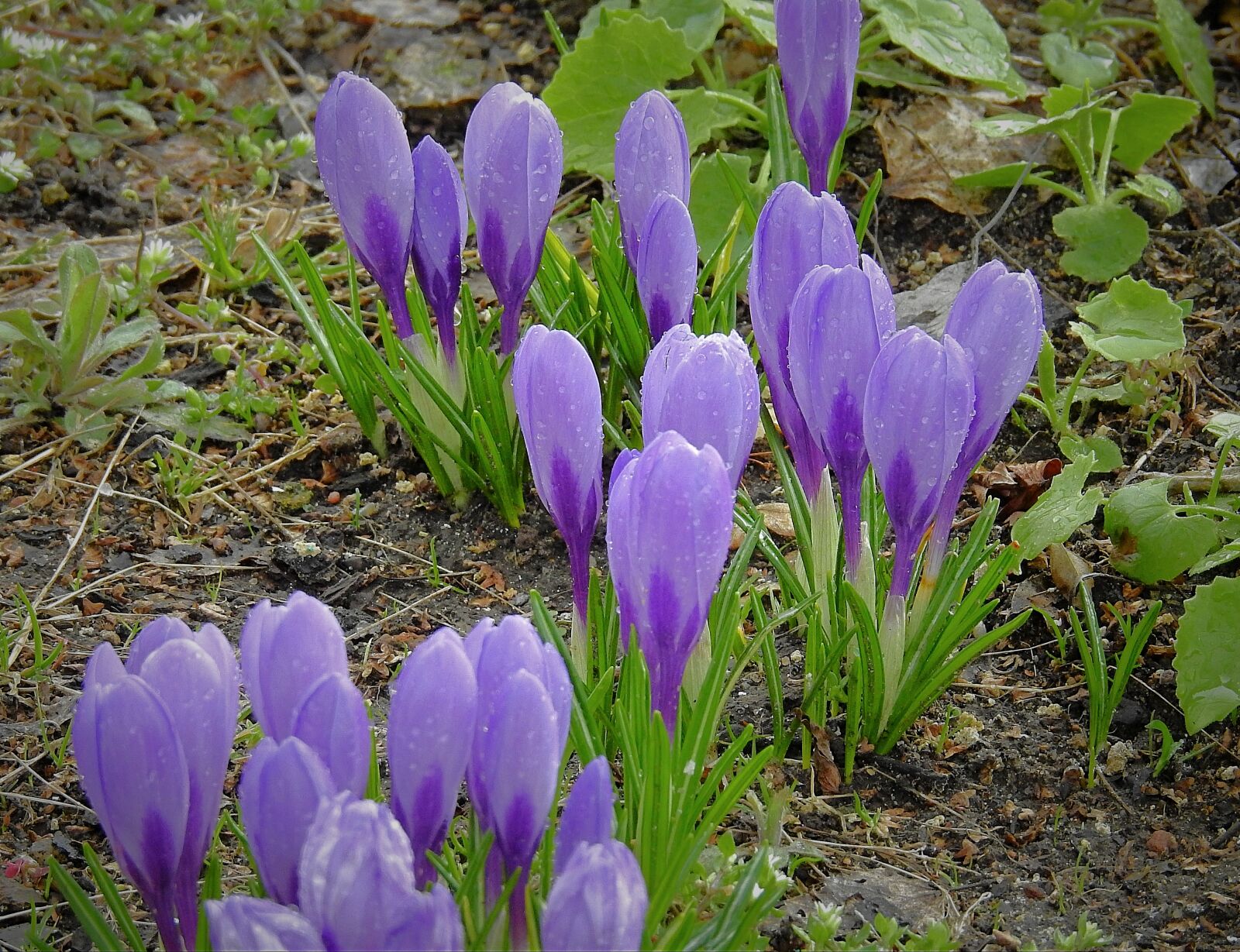 Nikon Coolpix P900 sample photo. Crocus, after the rain photography