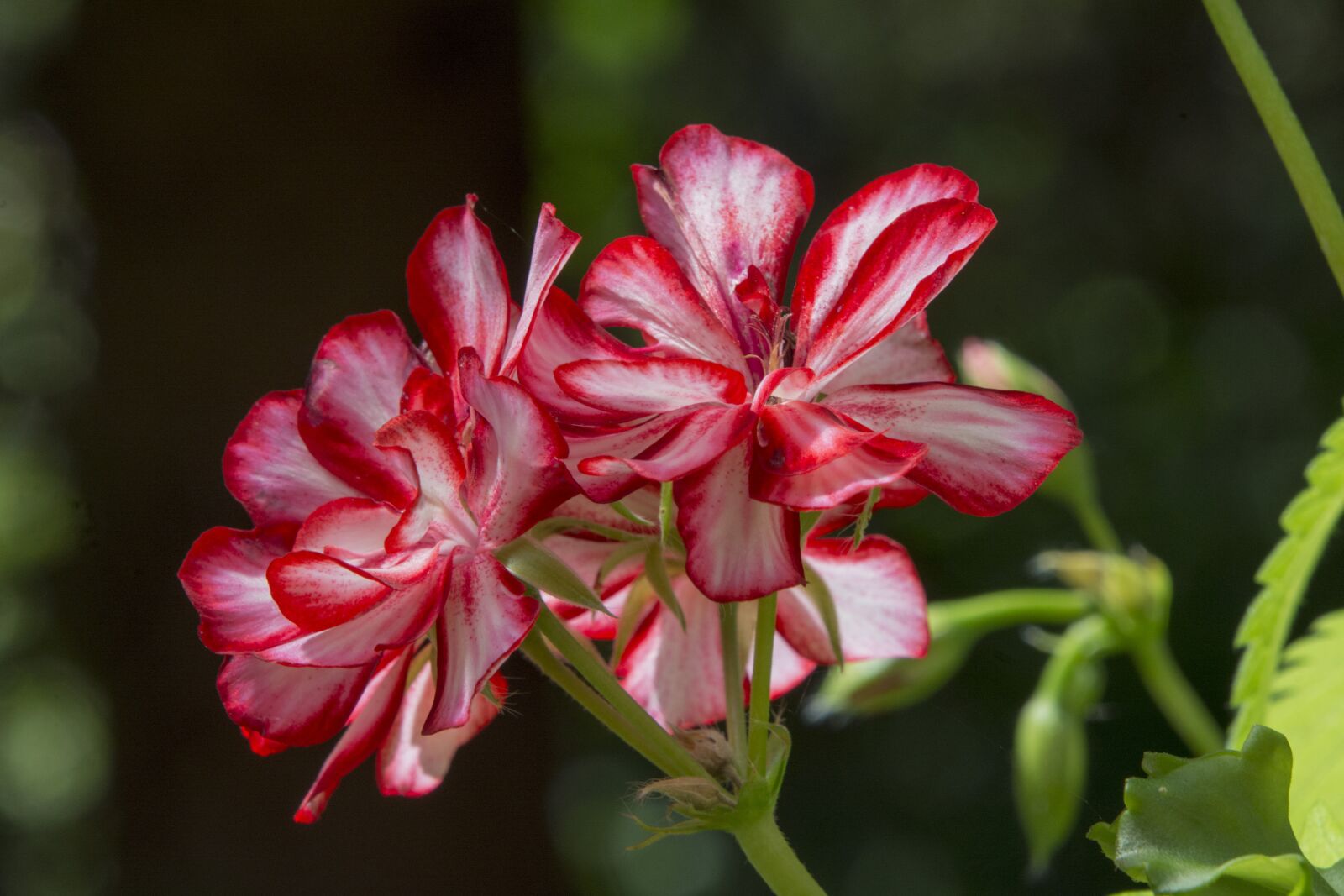 Nikon D7100 sample photo. Flower, geranium, red flower photography