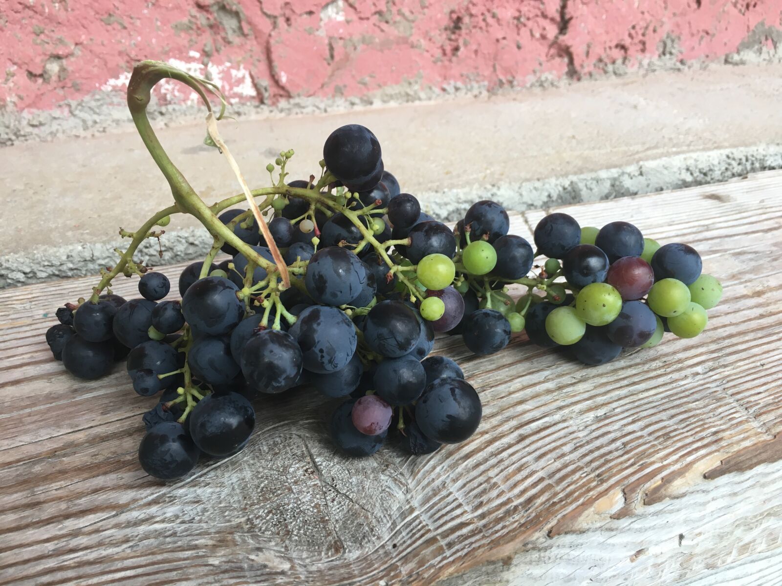 iPhone 6s back camera 4.15mm f/2.2 sample photo. Fruit, vine, grapes photography