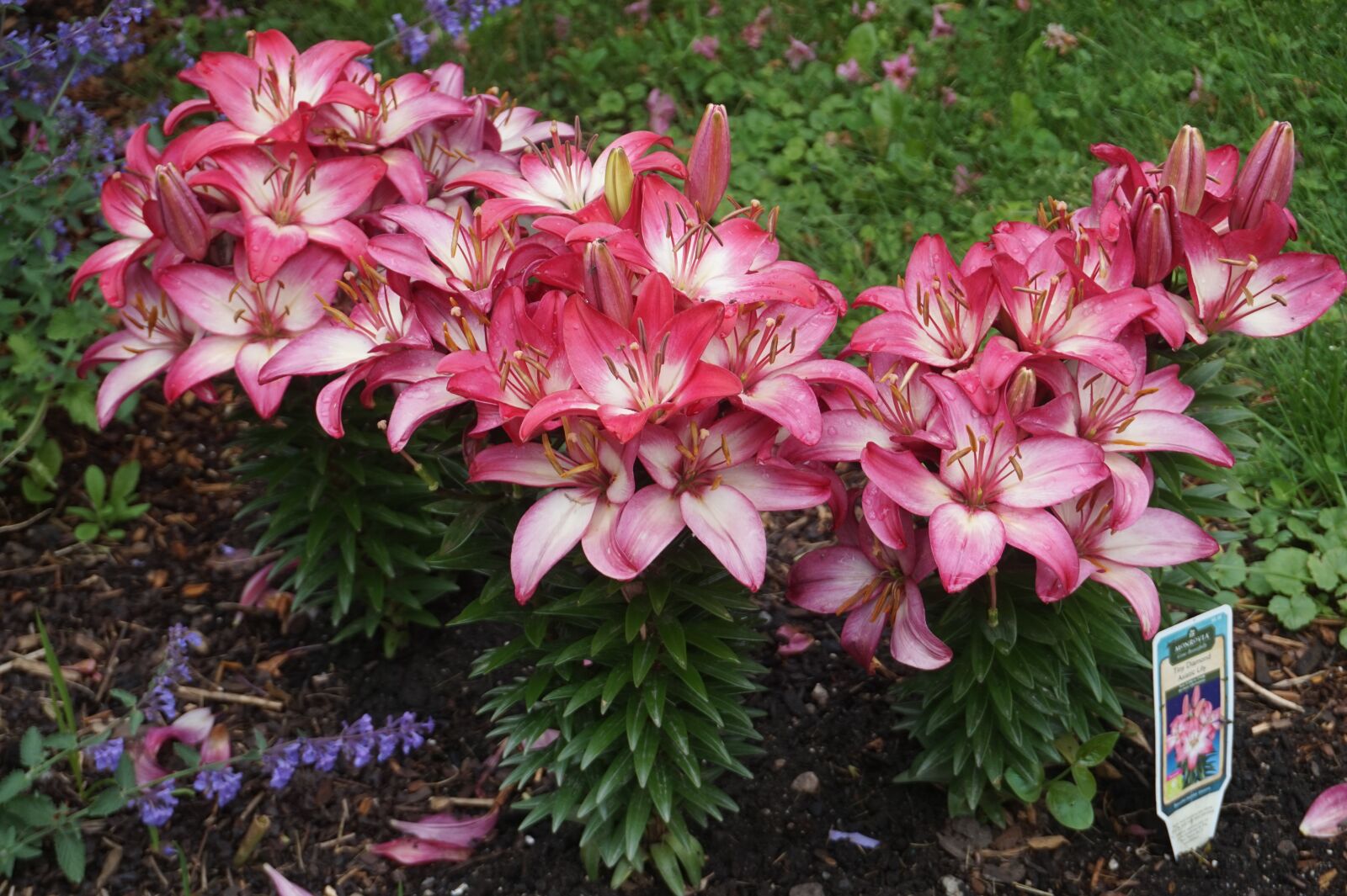 Sony Alpha a5000 (ILCE 5000) sample photo. Lilies, pink, lily photography