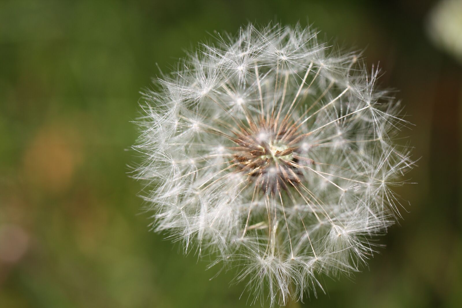 Canon EOS 450D (EOS Rebel XSi / EOS Kiss X2) sample photo. Dandelion, dandelion flower, seeds photography