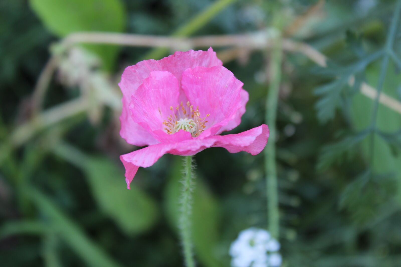 Canon EOS 1200D (EOS Rebel T5 / EOS Kiss X70 / EOS Hi) sample photo. Pink, poppy, flower photography