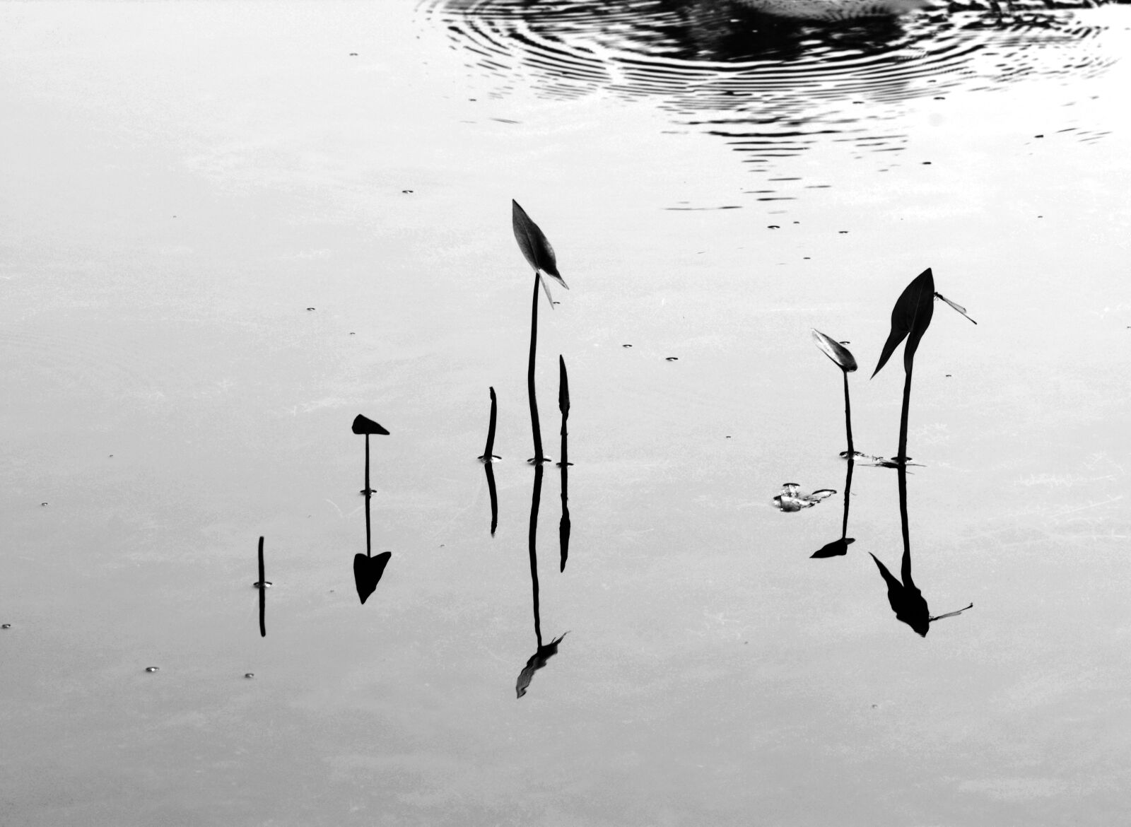 Nikon D5200 sample photo. Reflection, black and white photography