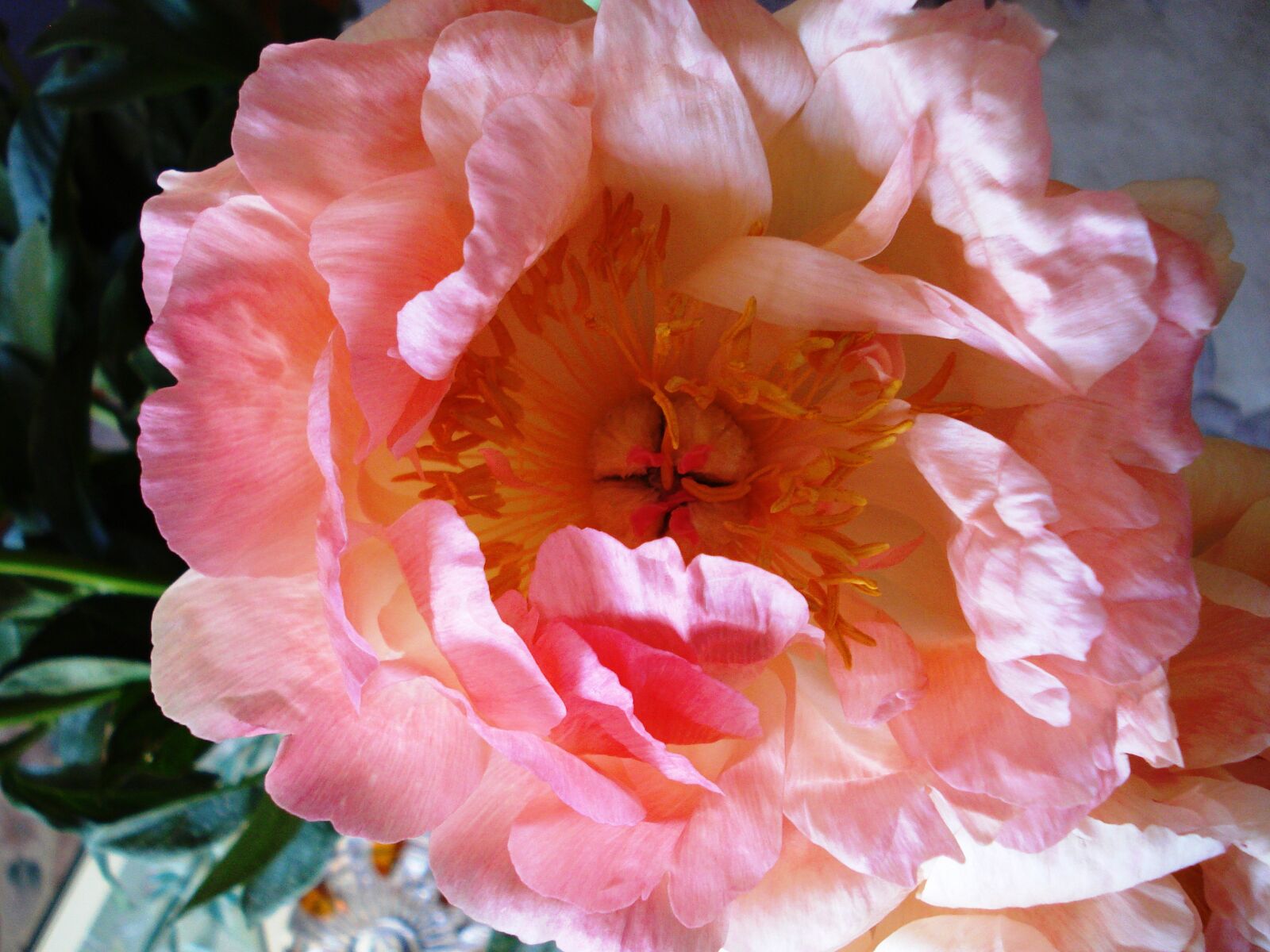 Sony DSC-W55 sample photo. Peony, flower, pink photography