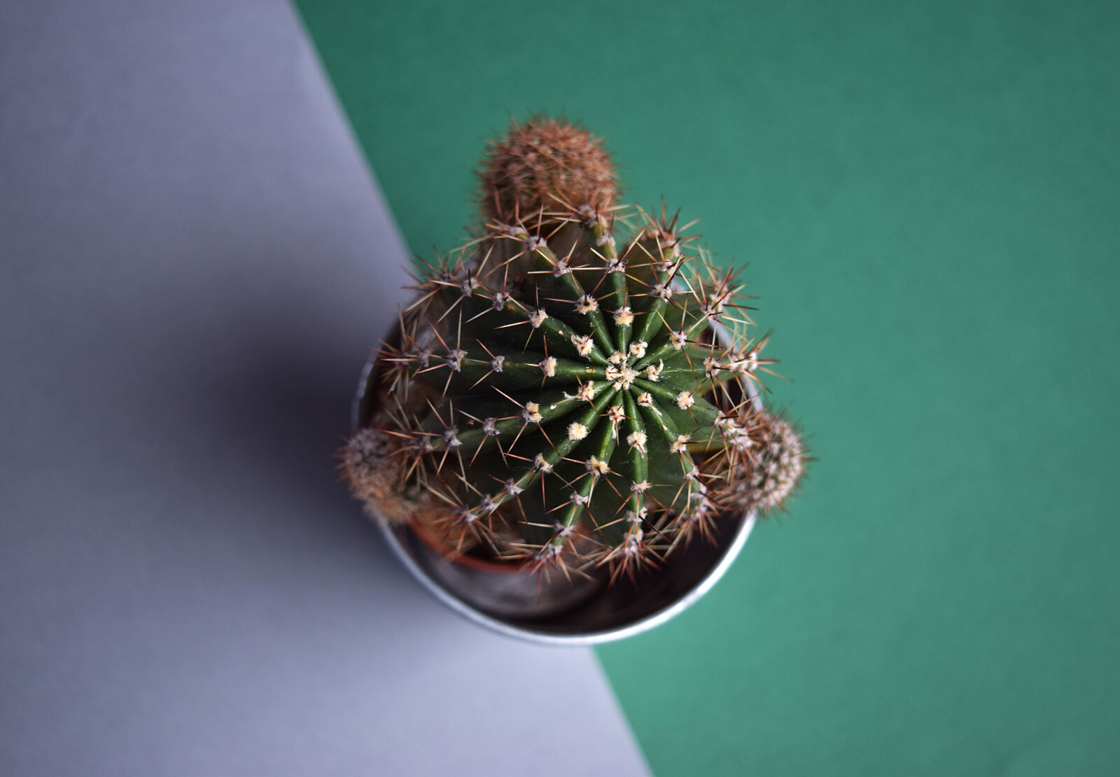 Nikon D3300 sample photo. Cactus, decorative, plant, pot photography