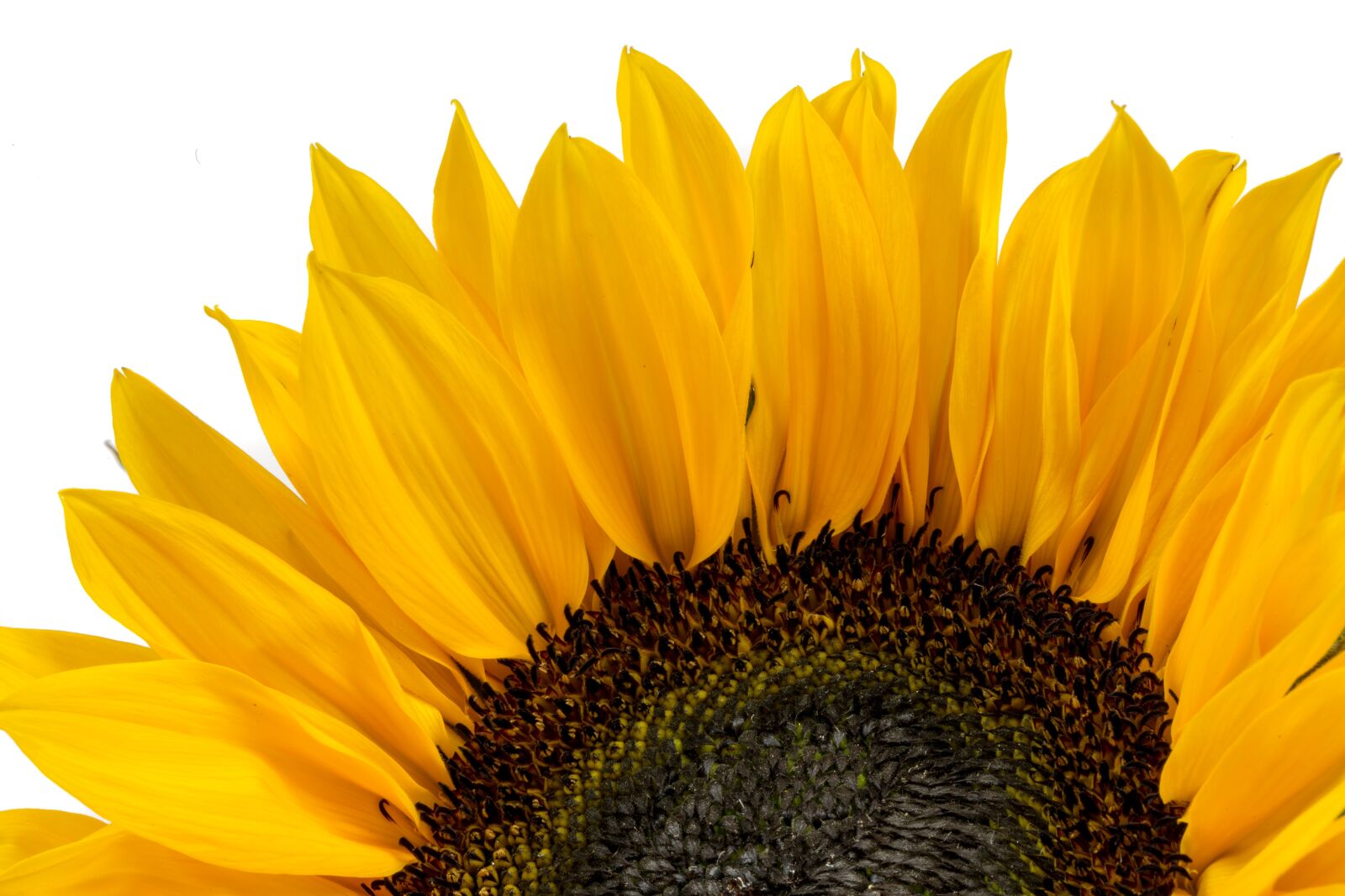 Canon EF 100mm F2.8L Macro IS USM sample photo. Sunflower, yellow, flower photography