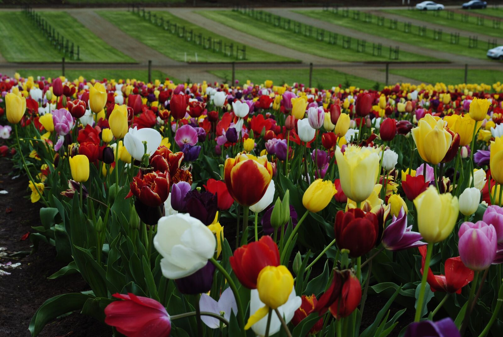 Nikon D3000 sample photo. Tulip, nature, tulip fields photography