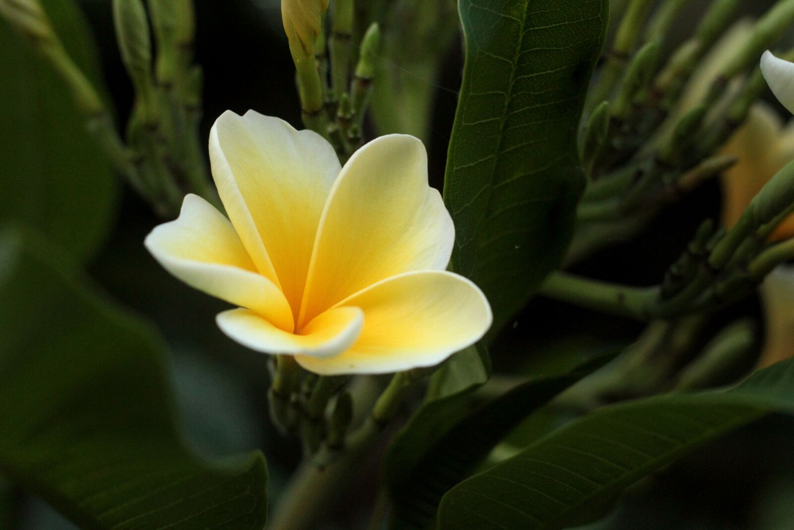 Canon EOS 60D + Canon EF 50mm F1.8 II sample photo. Plumeria, flowers, cambodia photography