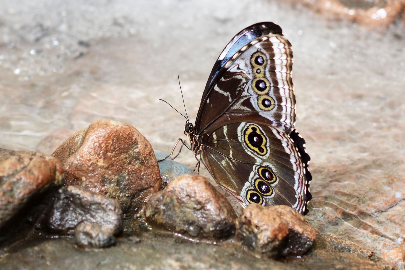 Nikon D7100 sample photo. Butterfly, insect, wing photography