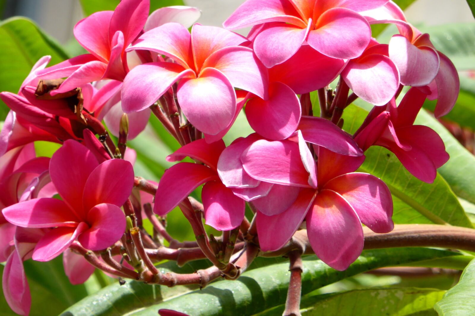 Panasonic DMC-TZ41 sample photo. Hawaii, frangipani, flowers photography