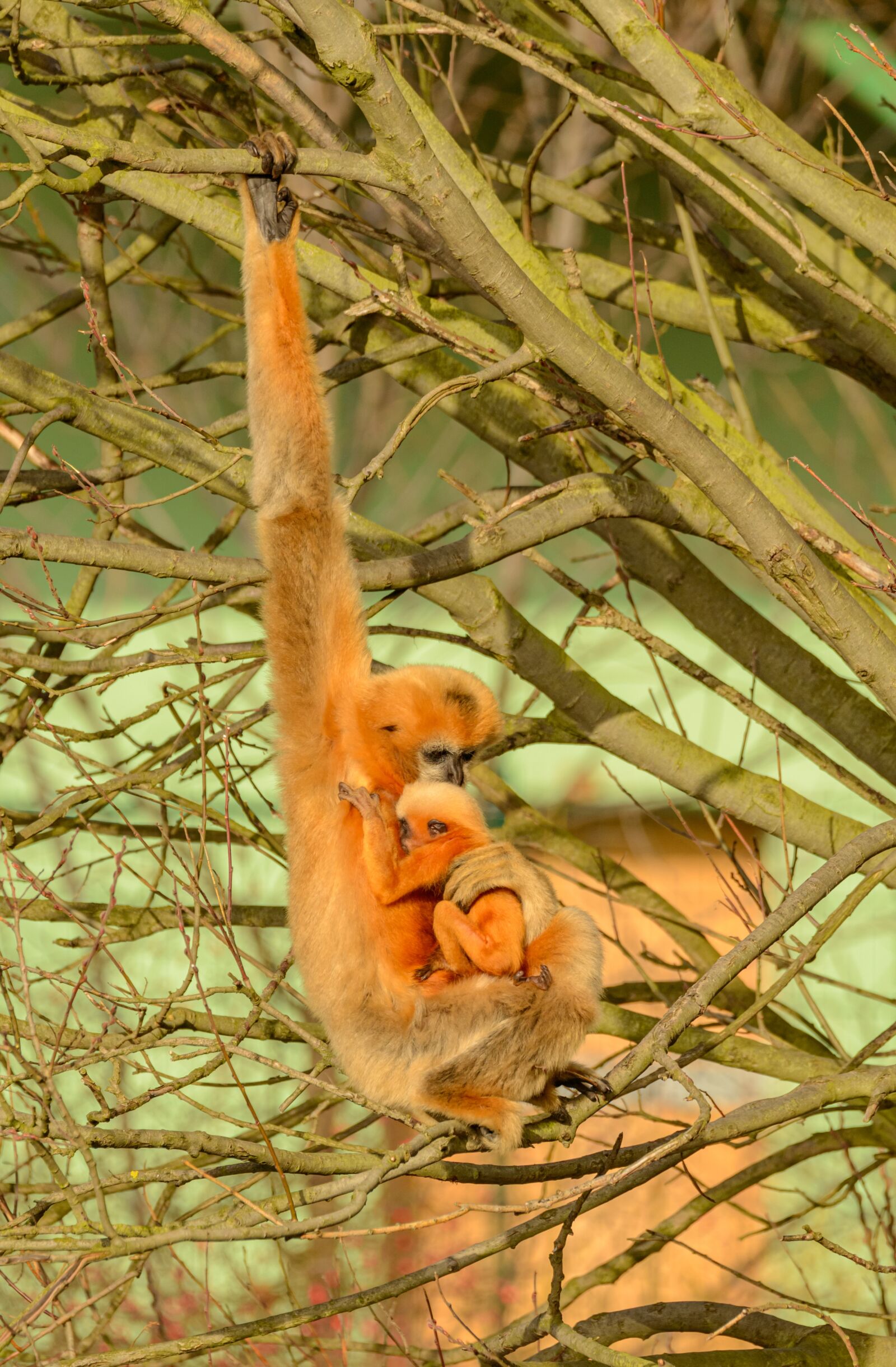 Nikon D800E sample photo. Gibbon, cub, mother photography