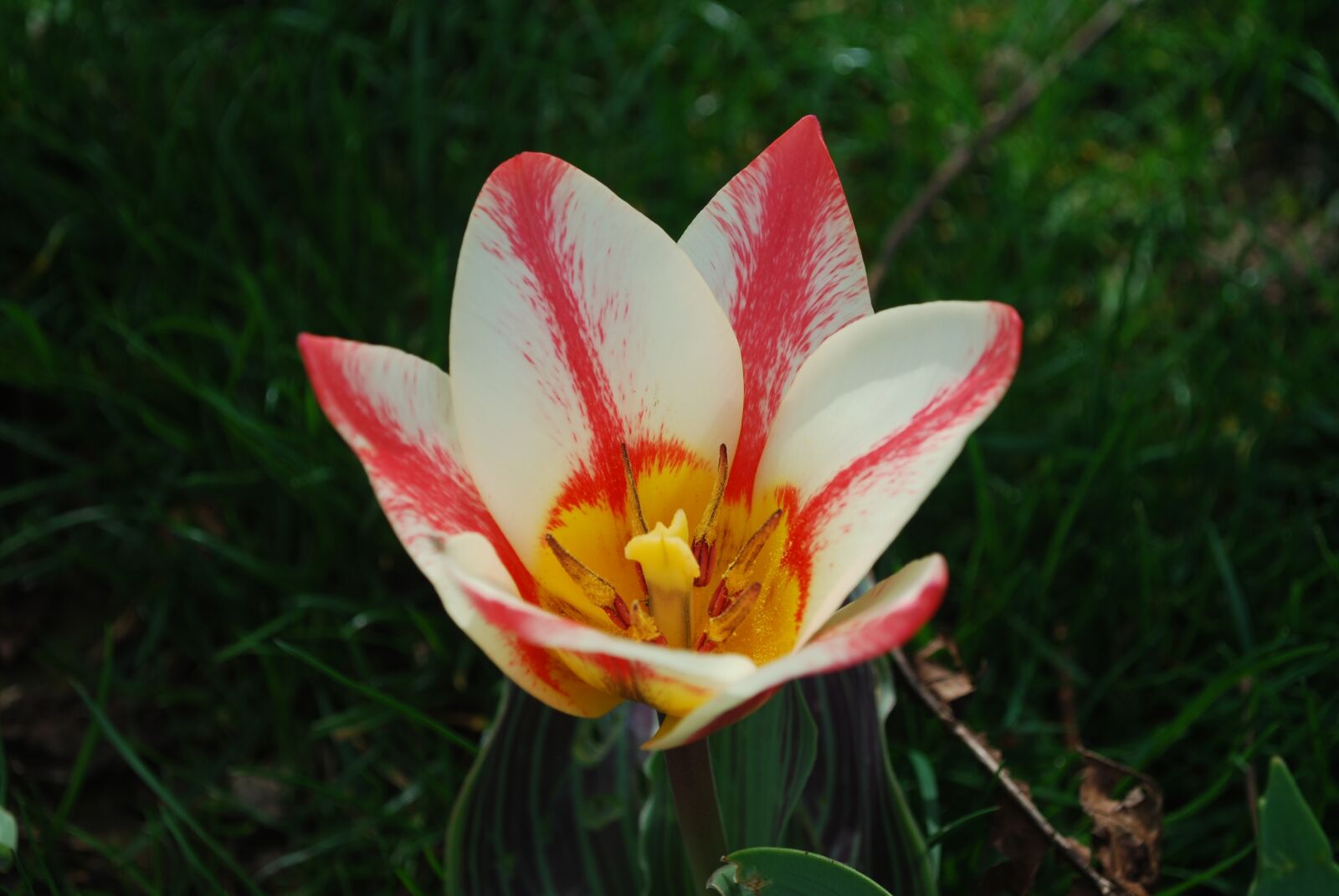 Nikon D60 sample photo. Flower, tulip, garden photography