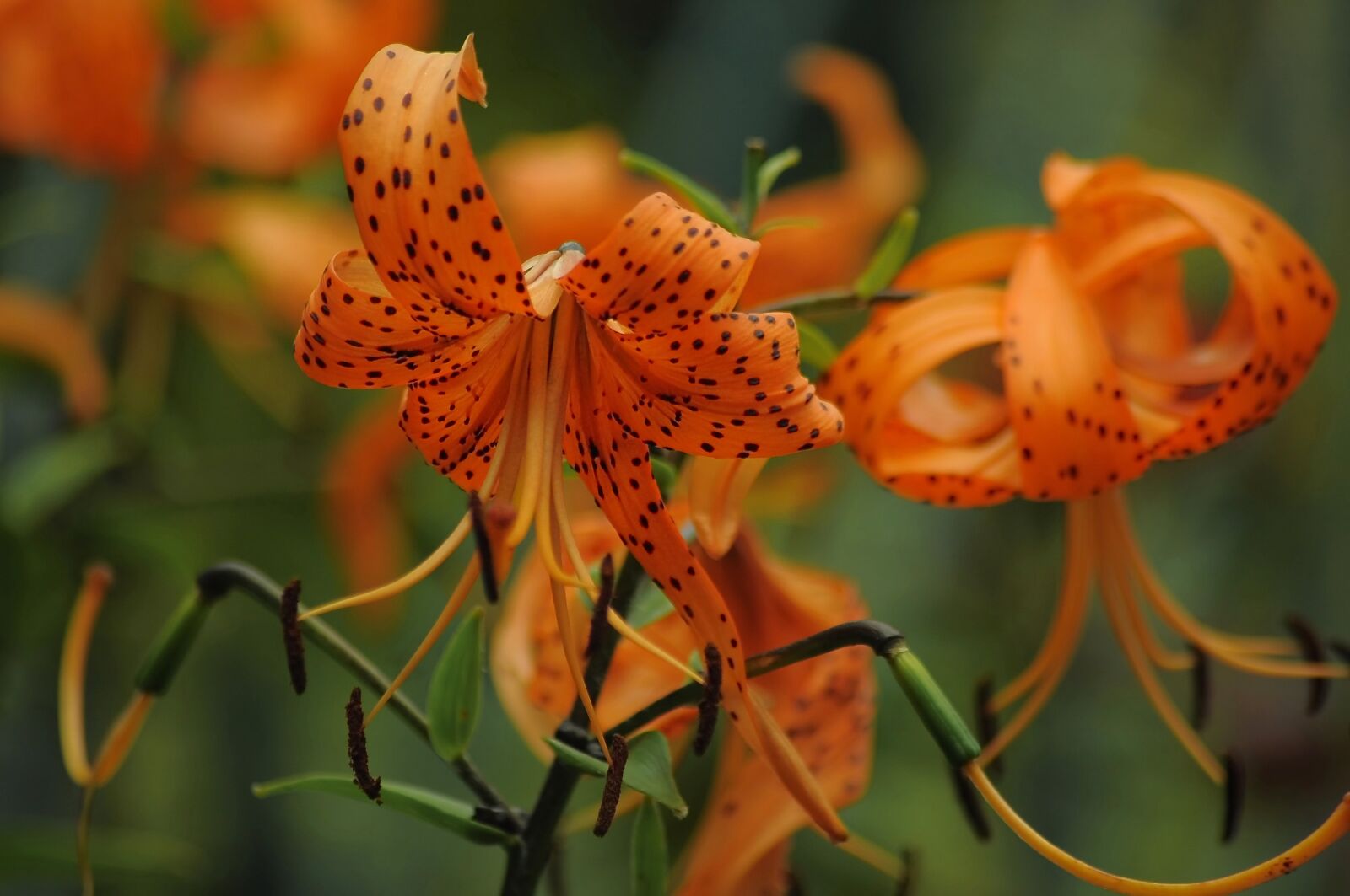 Nikon D90 sample photo. Lily, tiger, orange photography