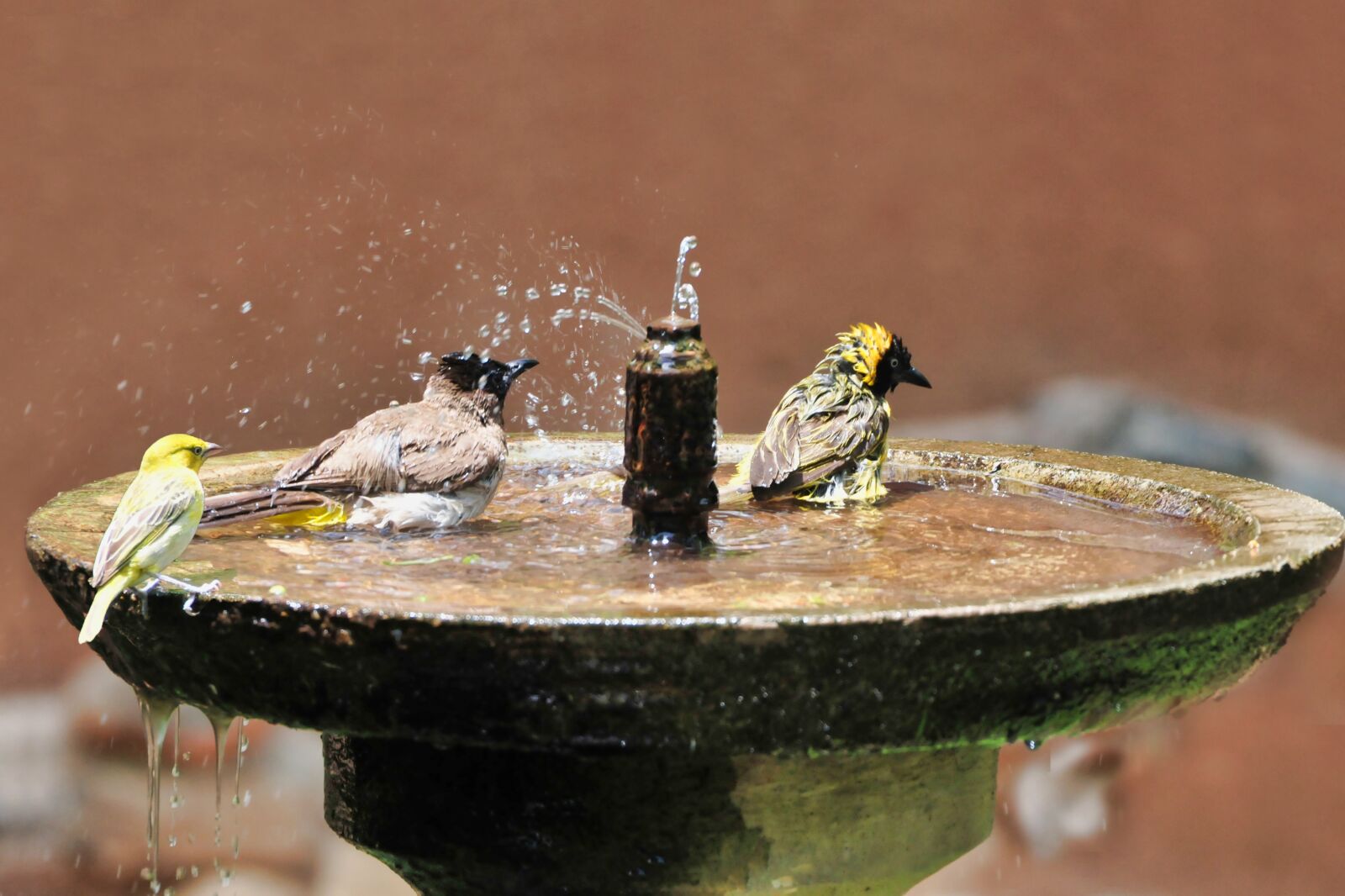 Nikon D300 sample photo. Birds, bath, south africa photography