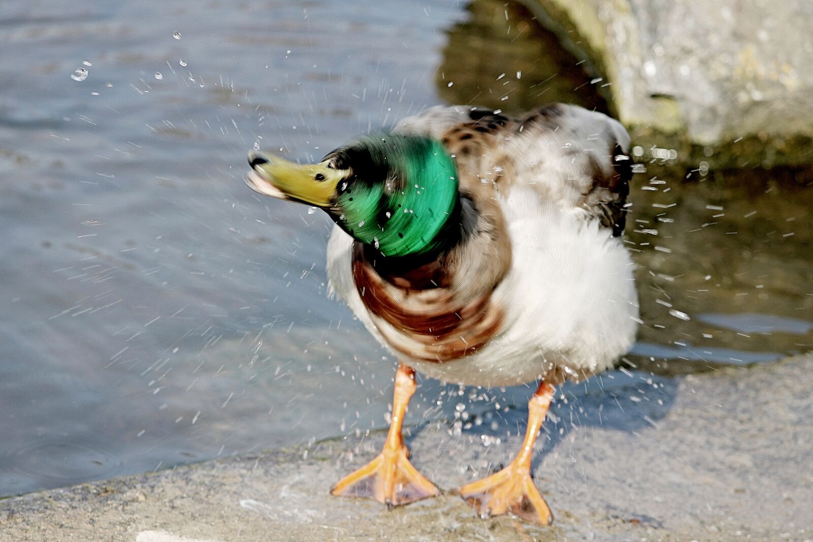 Canon EOS 1100D (EOS Rebel T3 / EOS Kiss X50) sample photo. Duck, drake, inject photography