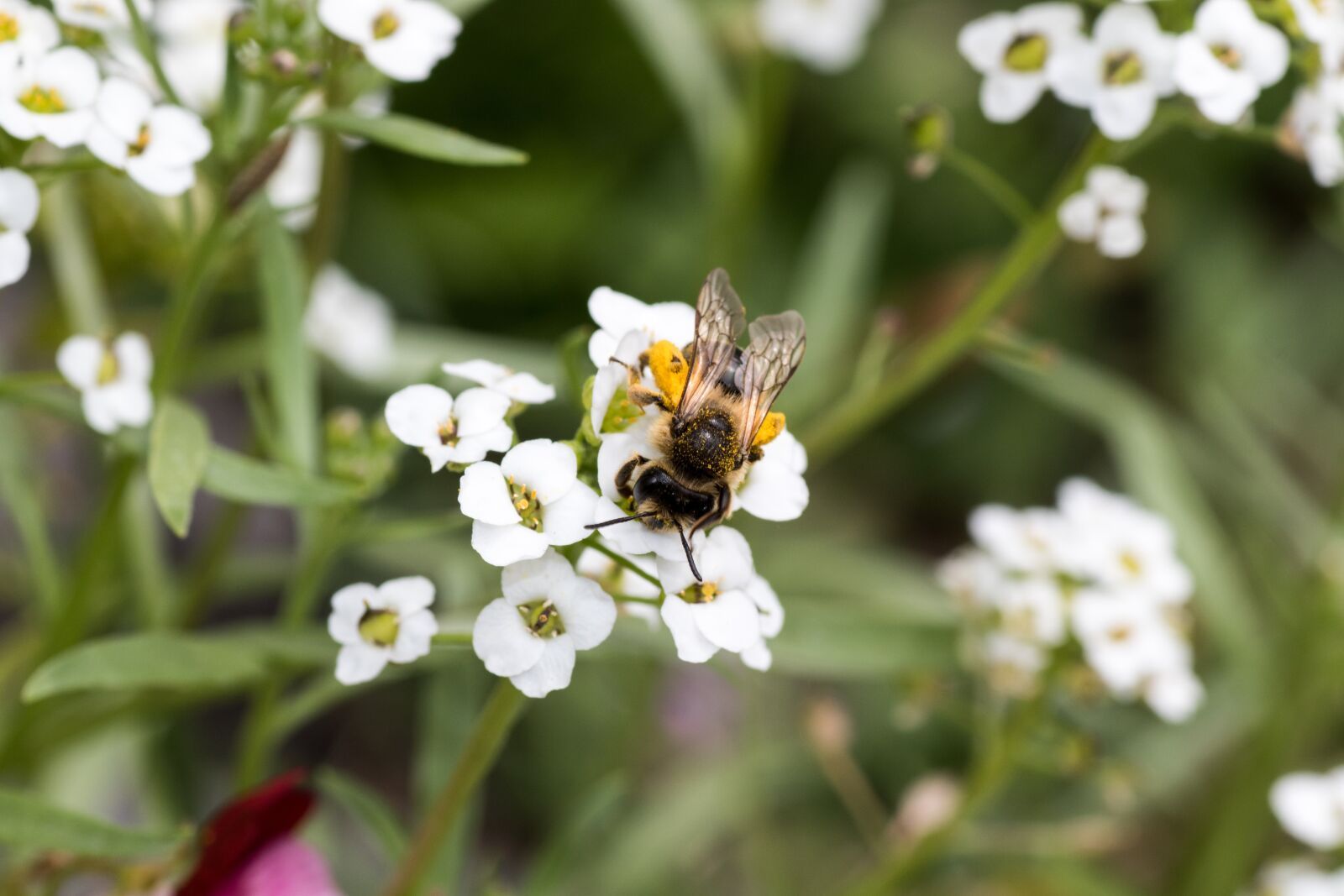 Canon EOS 7D Mark II sample photo. Bee, blossom, bloom photography