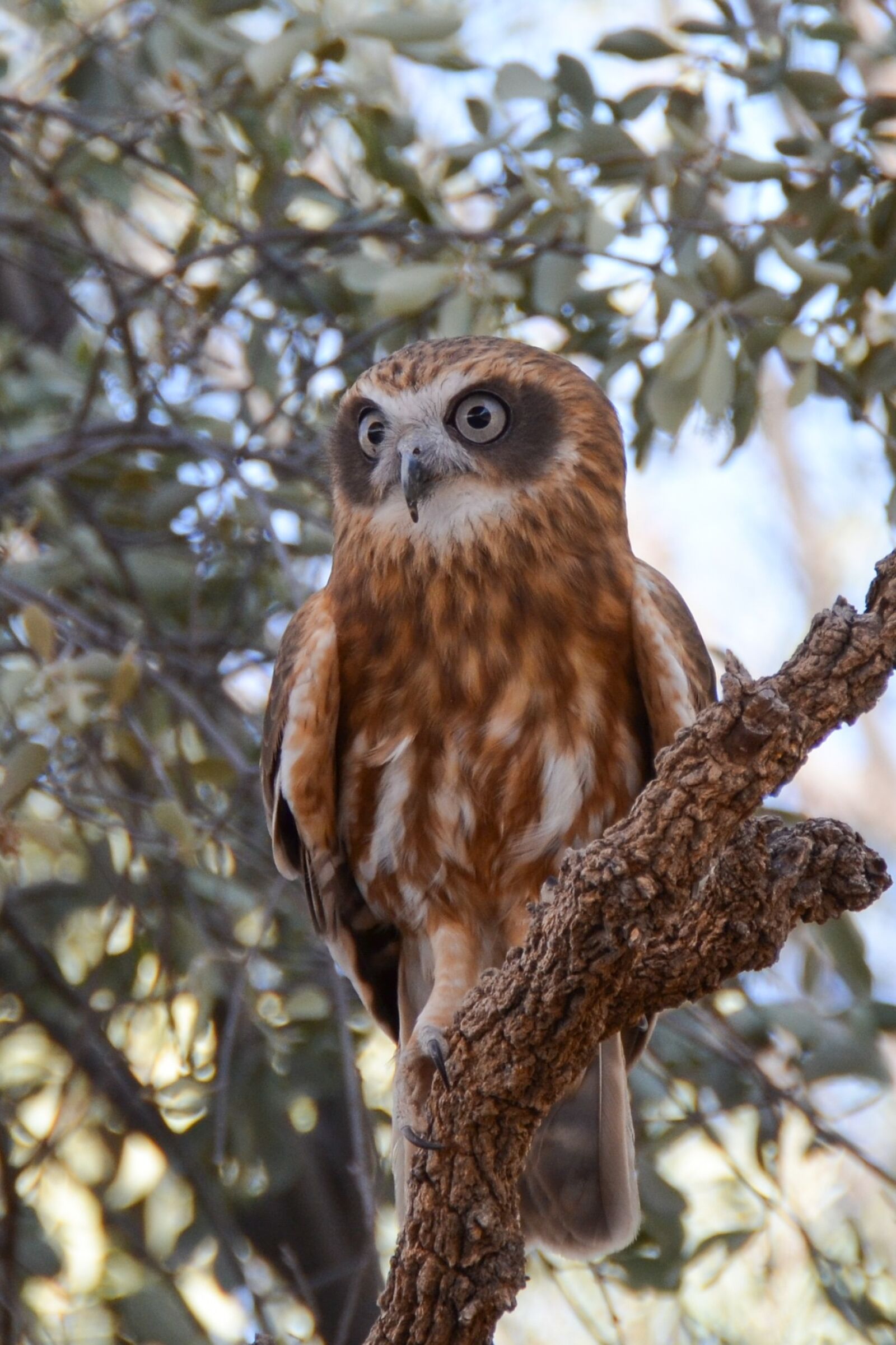 Nikon D5100 sample photo. Boobook, mopoke owl, owl photography