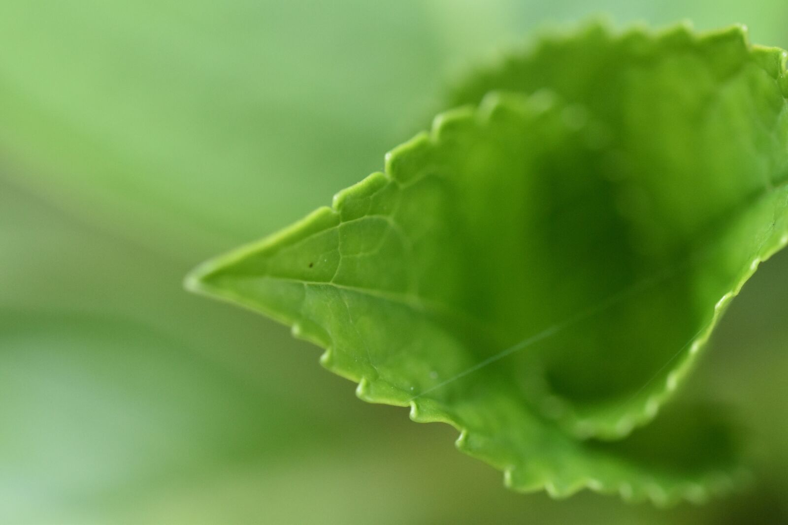 Nikon D5600 sample photo. Leaf, green leaf, plant photography