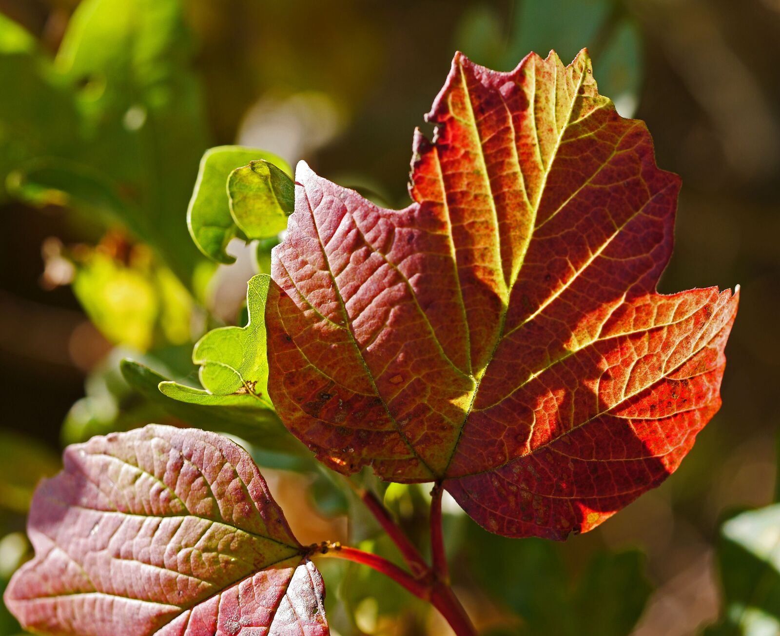 Panasonic Lumix DMC-GH3 sample photo. Autumn, leaves, coloring photography