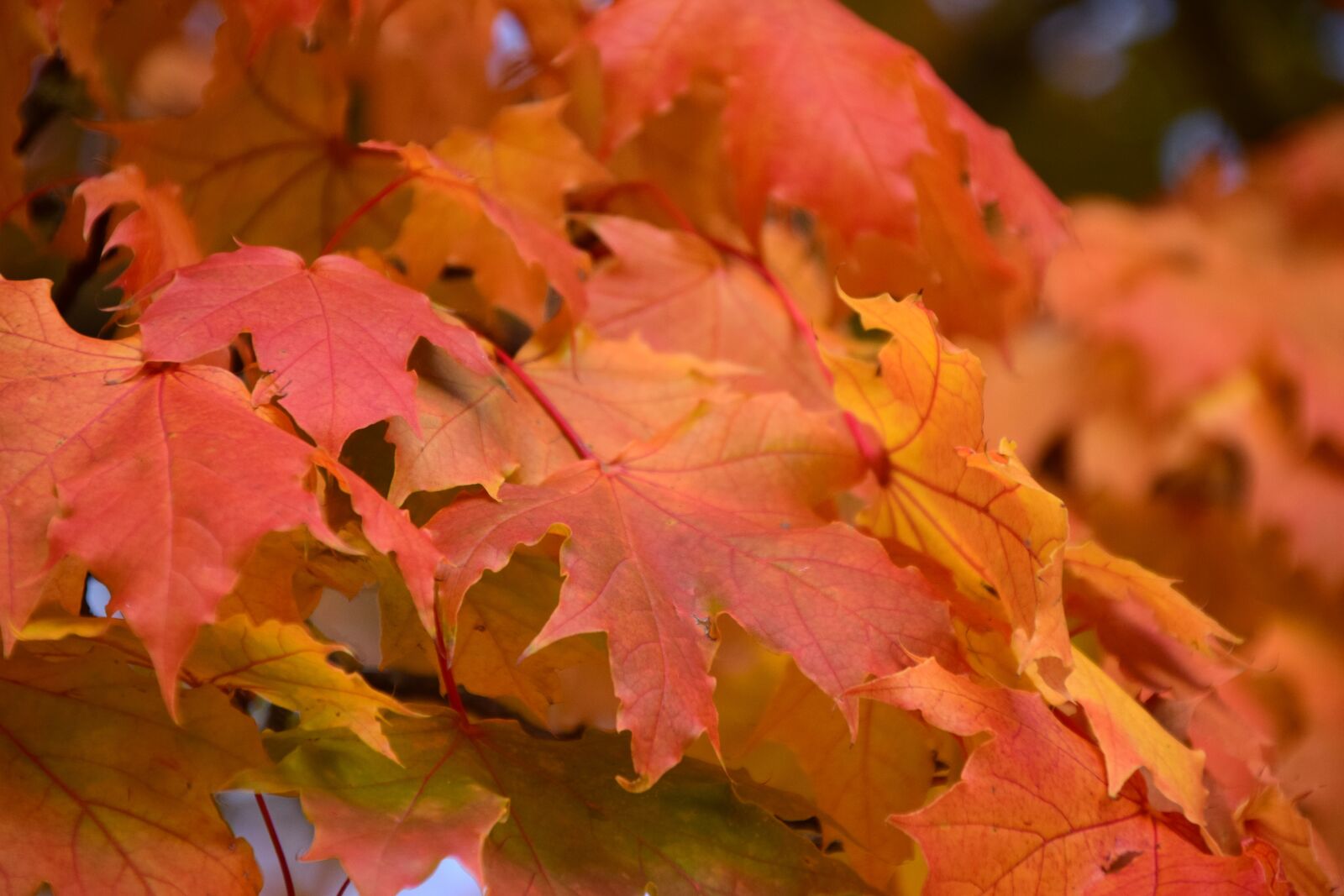 Nikon D3300 sample photo. Leaves, fall foliage, autumn photography
