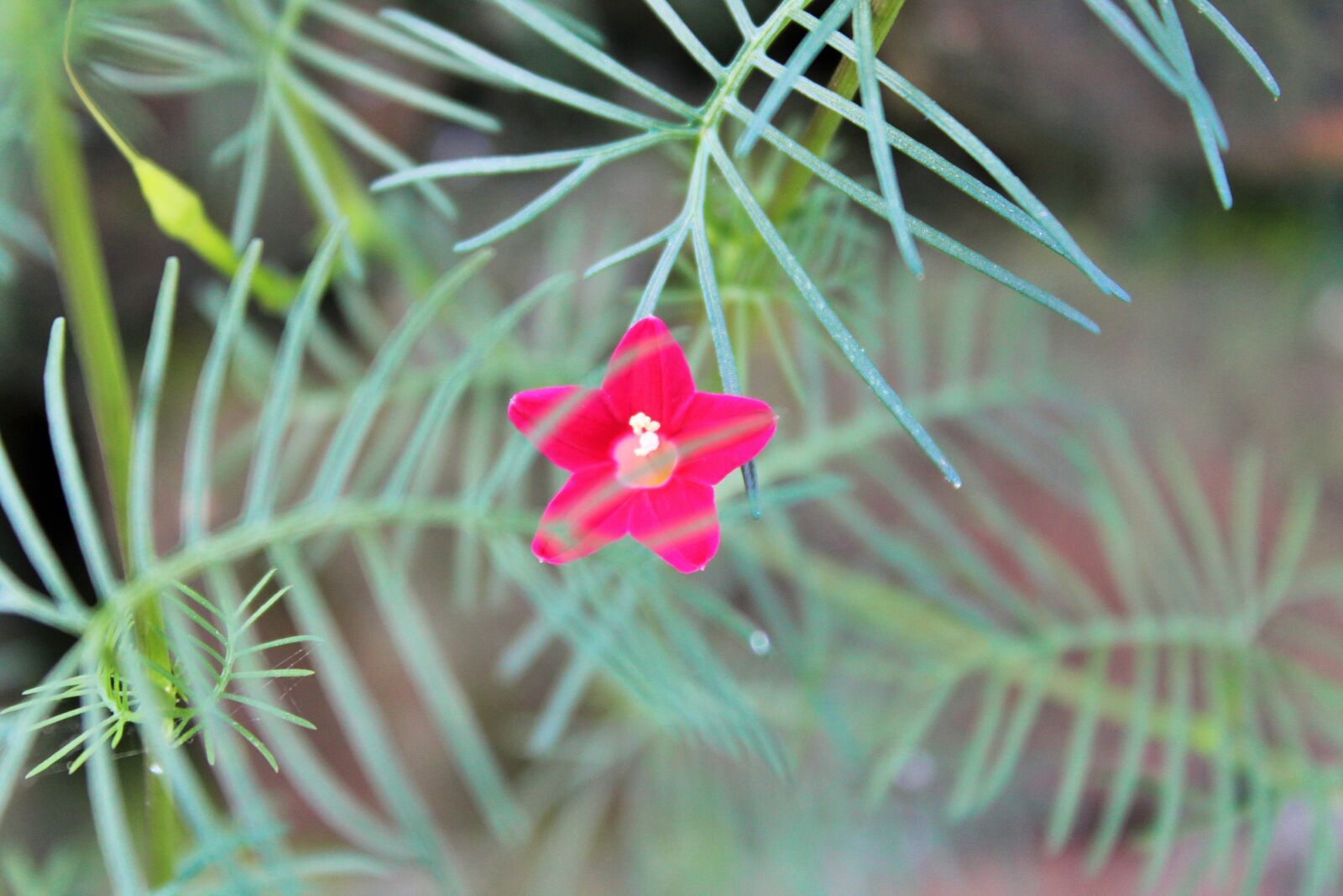 Canon EOS 1300D (EOS Rebel T6 / EOS Kiss X80) sample photo. Flower, pink, leaf photography