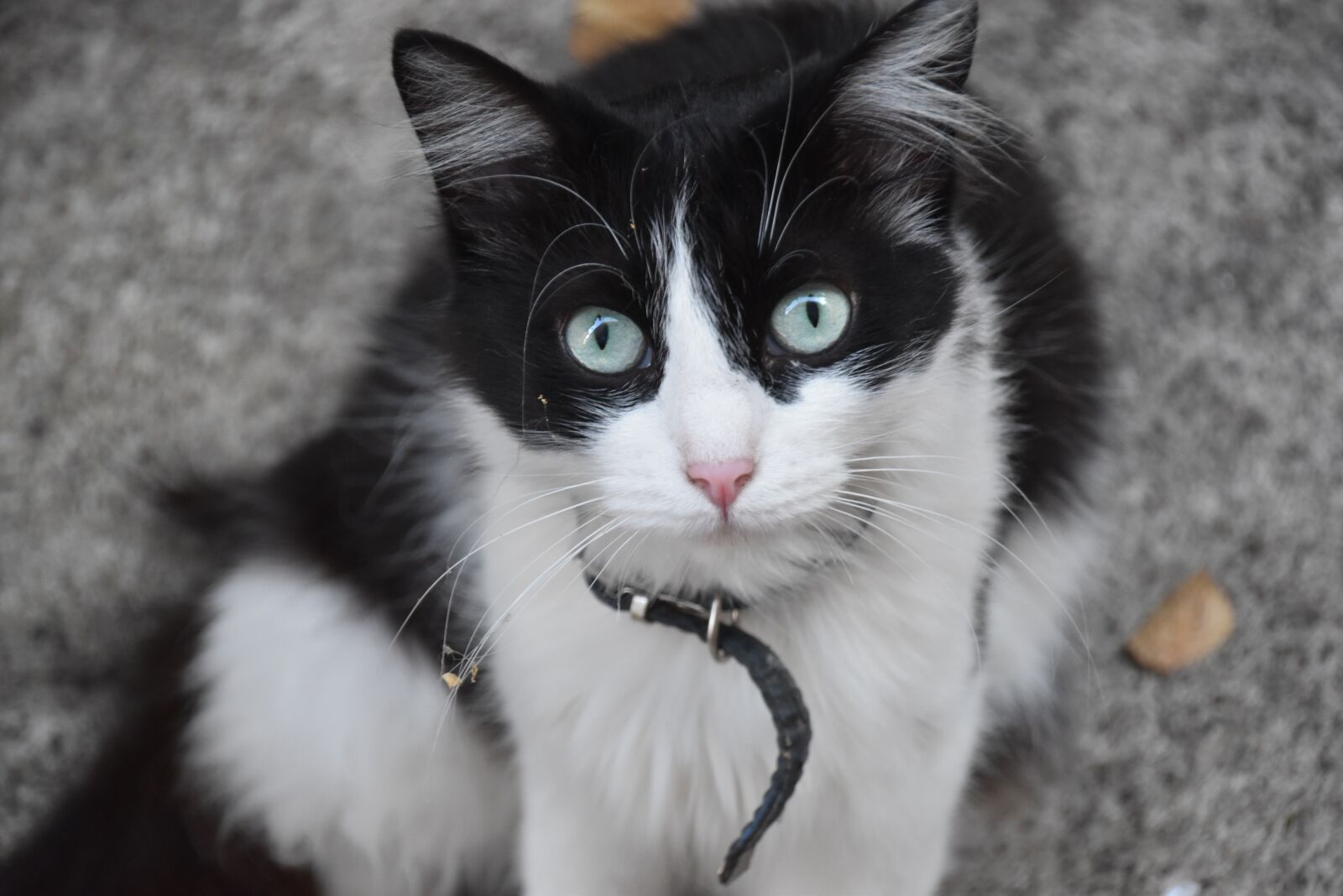 Nikon D5600 sample photo. Cat, animals, pet photography