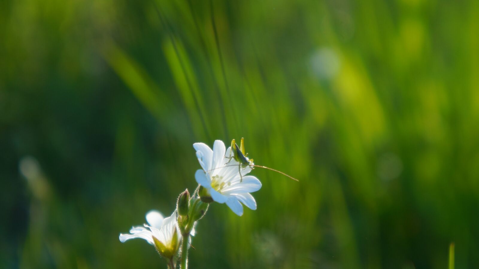 Sony Alpha a3000 + Sony E 18-55mm F3.5-5.6 OSS sample photo. Nature, plants, meadow photography