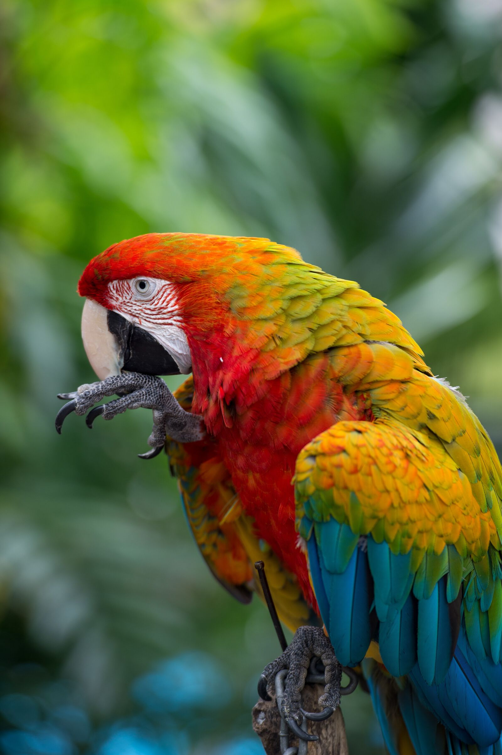 Nikon Df sample photo. Scarlet, macaw, rainbow photography