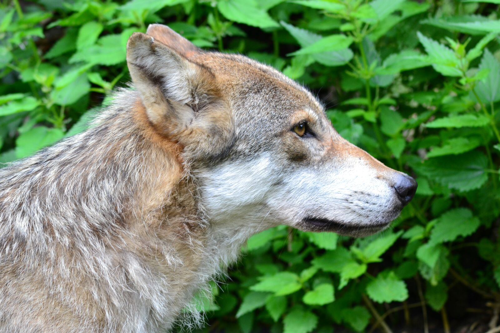 Nikon D3100 sample photo. Wolf, predator, close up photography