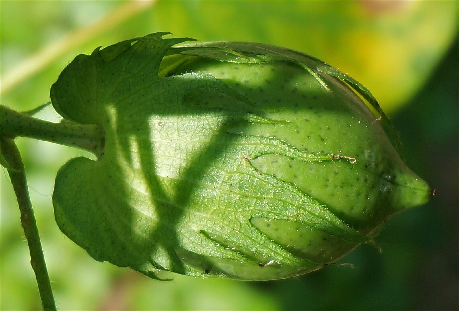 Sony Alpha NEX-5T sample photo. Green cotton boll, cotton photography