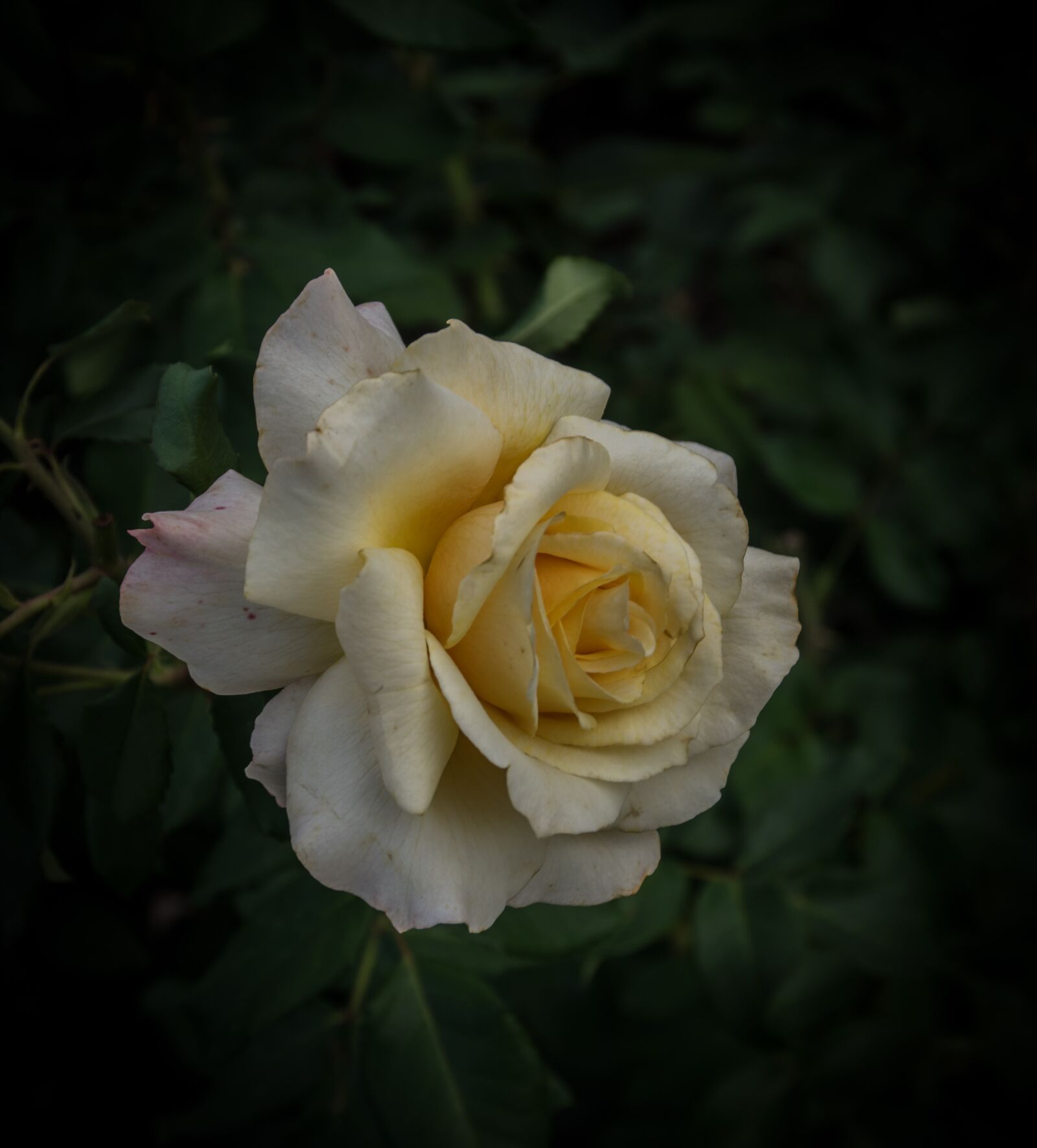 Pentax K-3 sample photo. Rose, flower, blossom photography