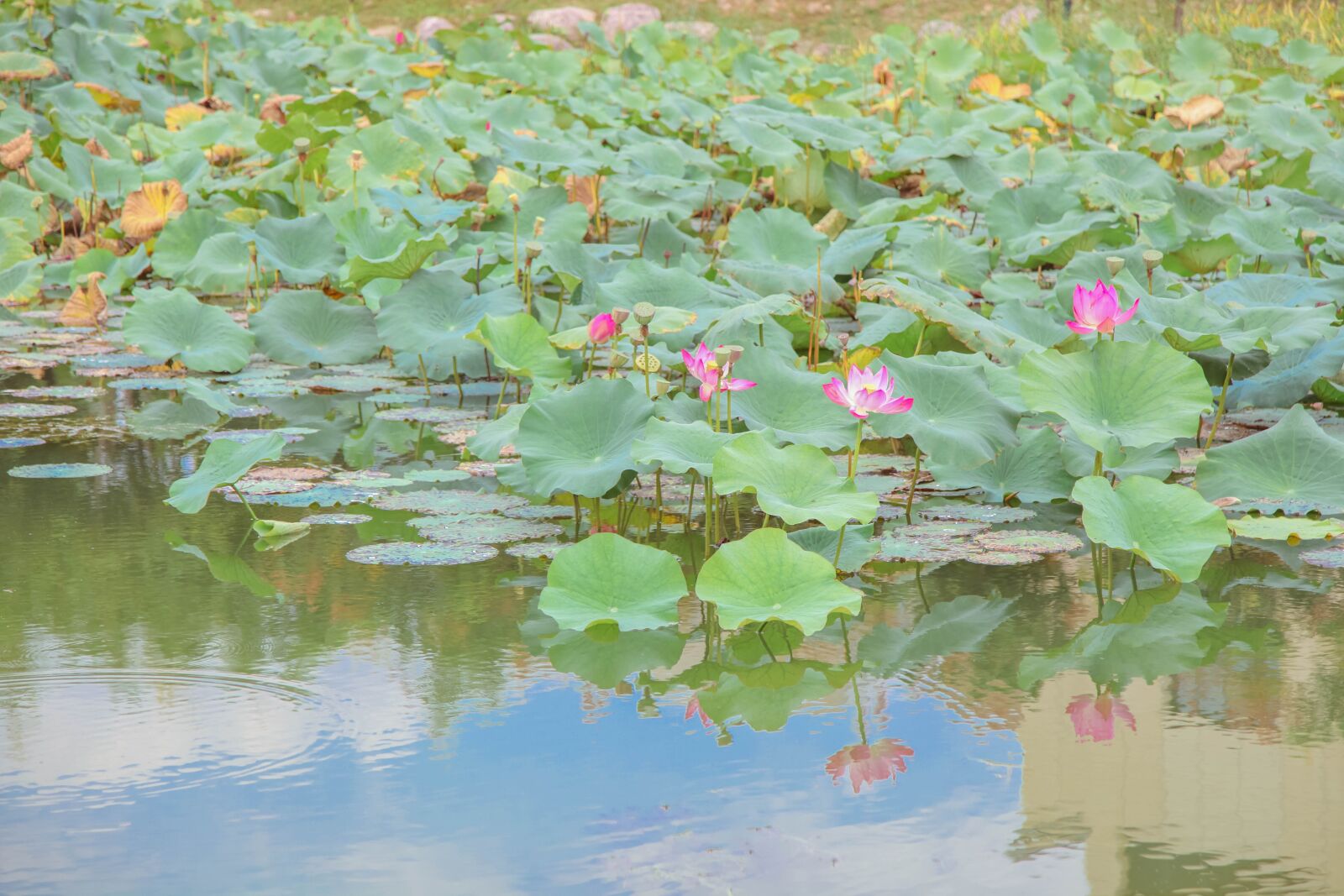 Canon EOS 5D Mark II + Canon EF 24-105mm F4L IS USM sample photo. Lotus, lotus leaf, pond photography