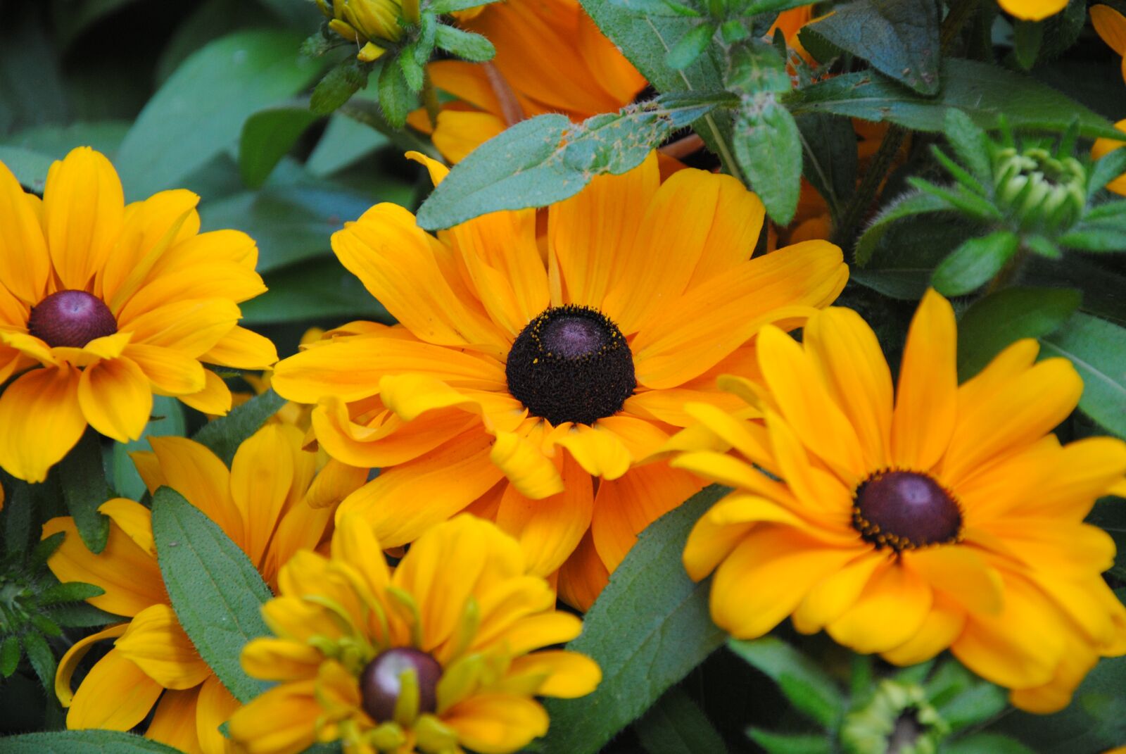 Nikon D3000 sample photo. "Orange colour, flower, flower" photography