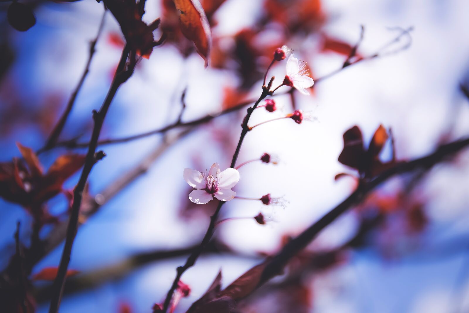 Canon EF 24-70mm F4L IS USM sample photo. Flower, nature, tree photography