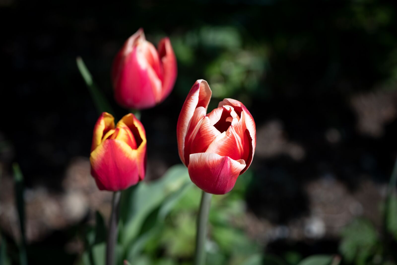 Nikon D750 sample photo. Tulips, flowers, garden photography