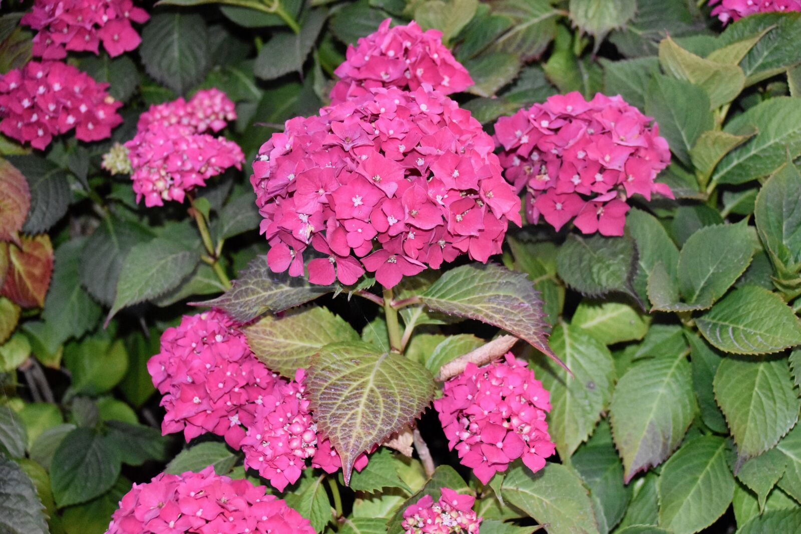 Nikon D5600 sample photo. Flower, flowers, flowers hydrangea photography