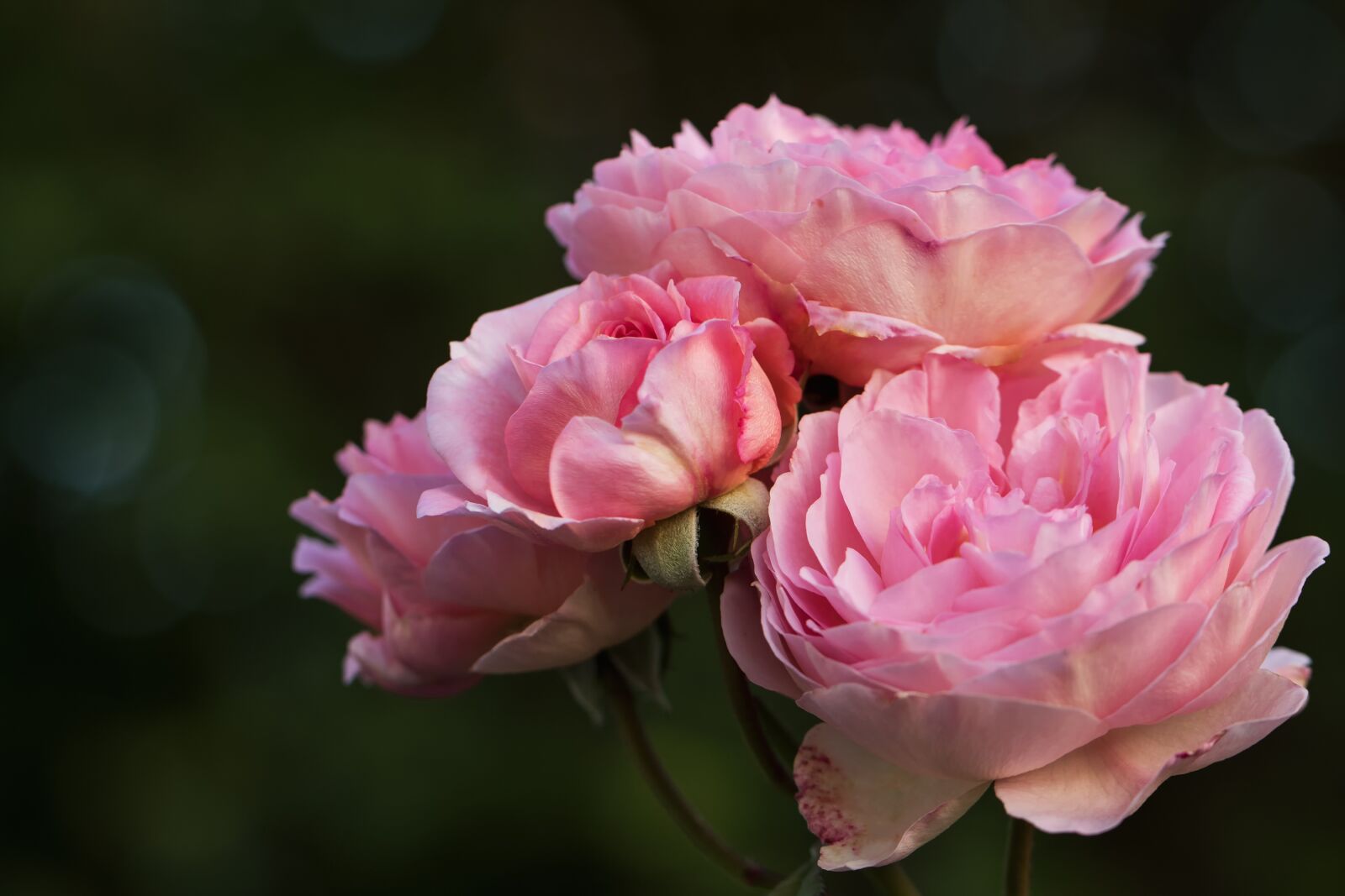 Canon EOS 7D Mark II sample photo. Nature, flowers, roses photography