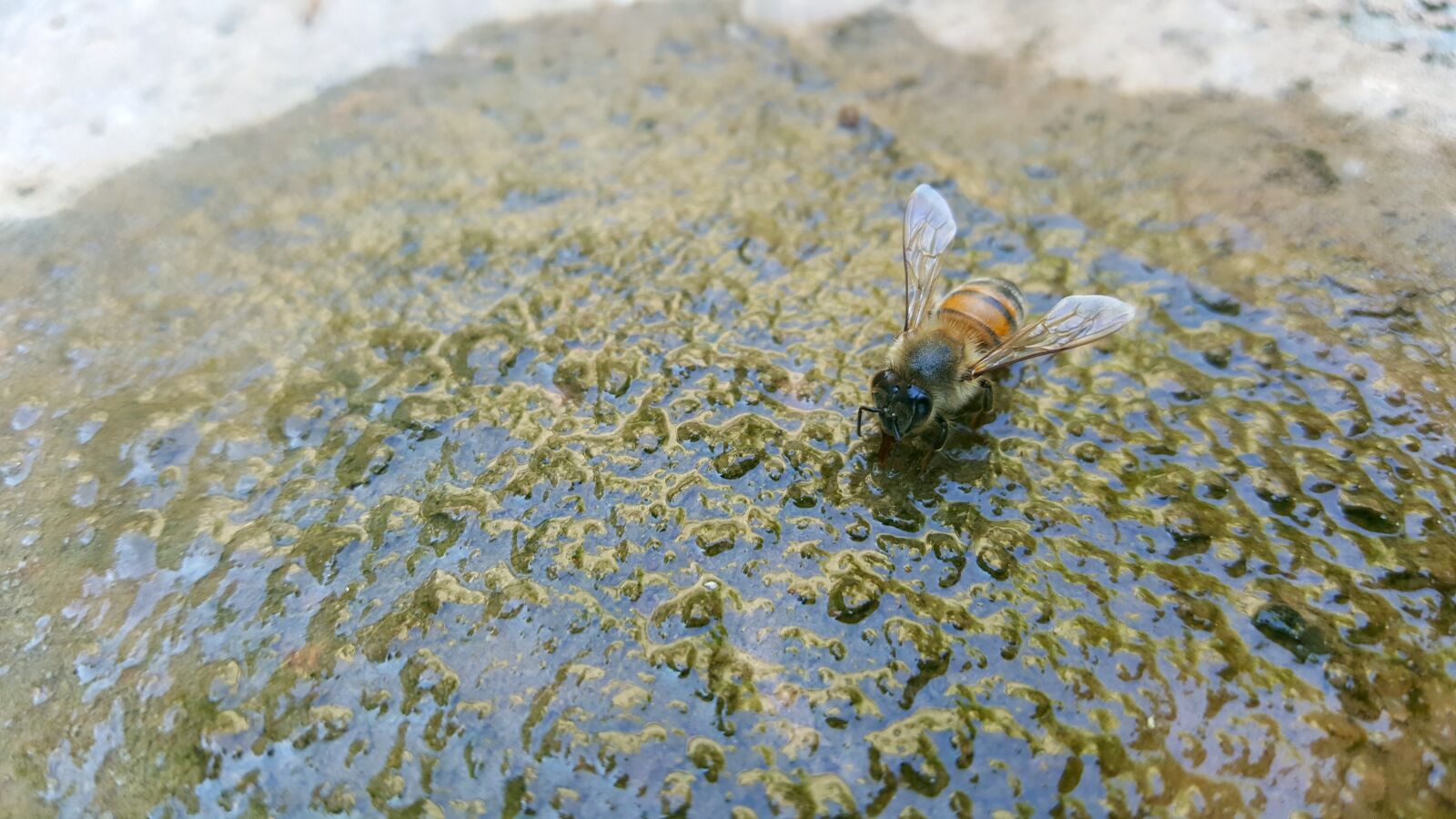 Samsung Galaxy Note5 sample photo. Summer, water, bee photography