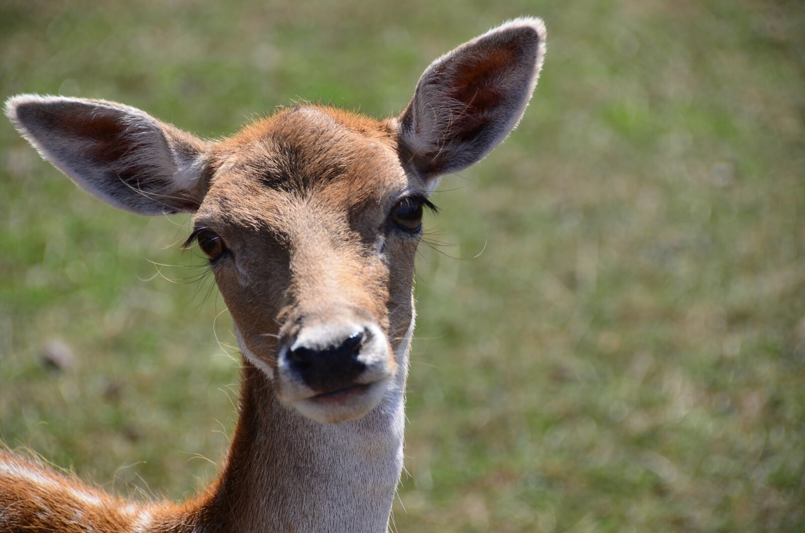 Nikon D7000 sample photo. Damm wild, animal, nature photography