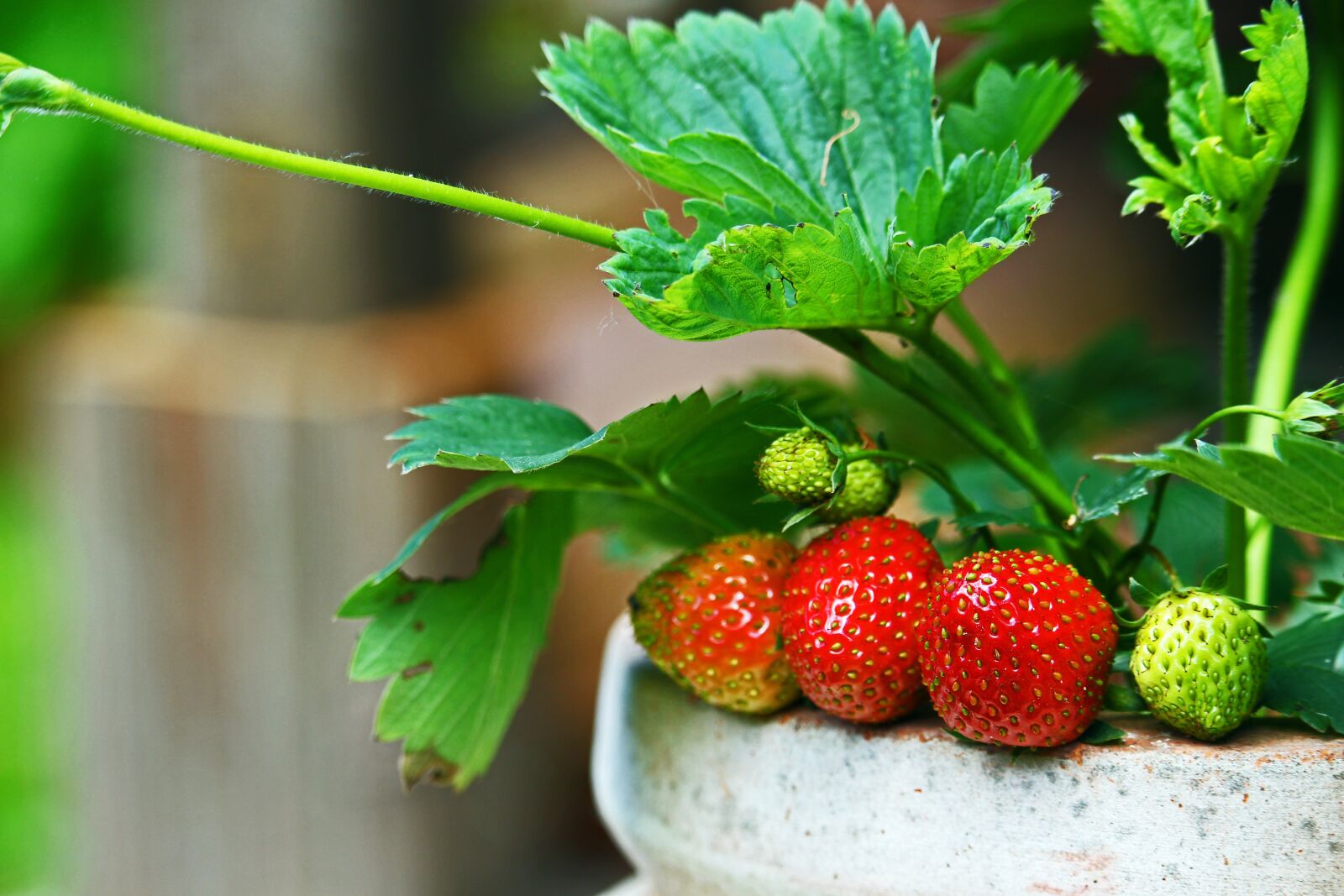 Canon EF-S 55-250mm F4-5.6 IS STM sample photo. Strawberries, garden, fruit photography