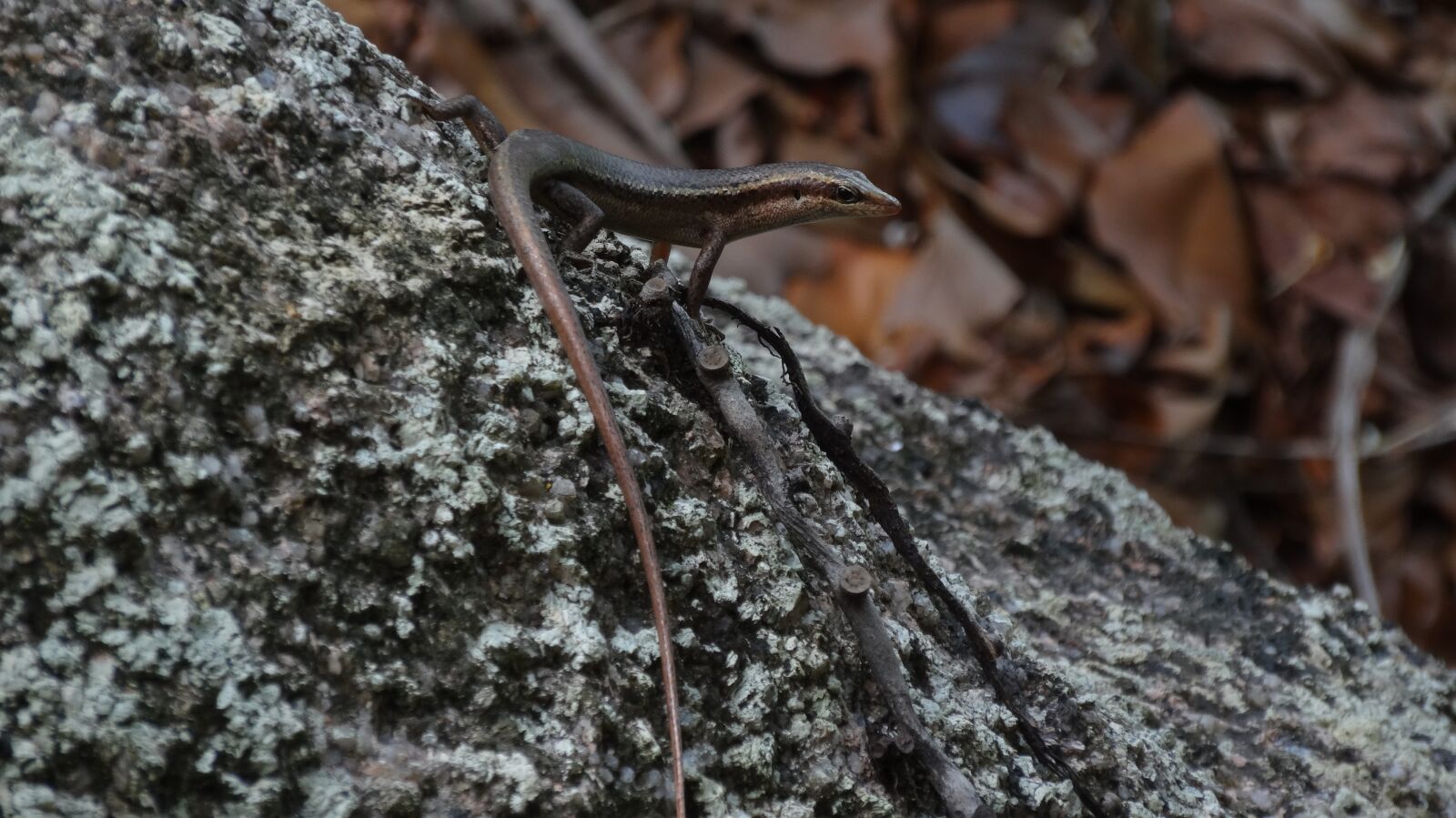 Sony Cyber-shot DSC-HX20V sample photo. Nature, animal world, lizard photography