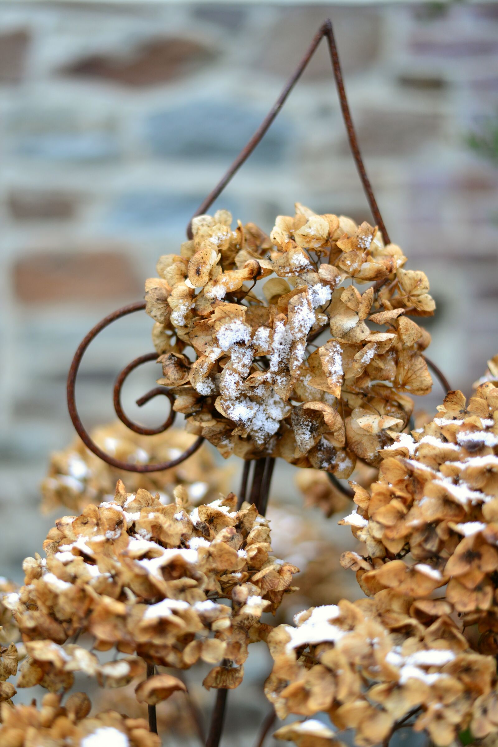 Nikon D610 sample photo. Hydrangea, winter, faded photography