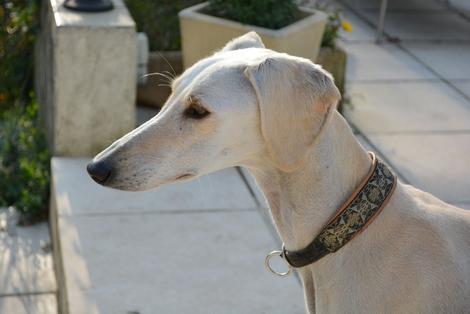 Nikon D5200 sample photo. Saluki, persian greyhound, dog photography