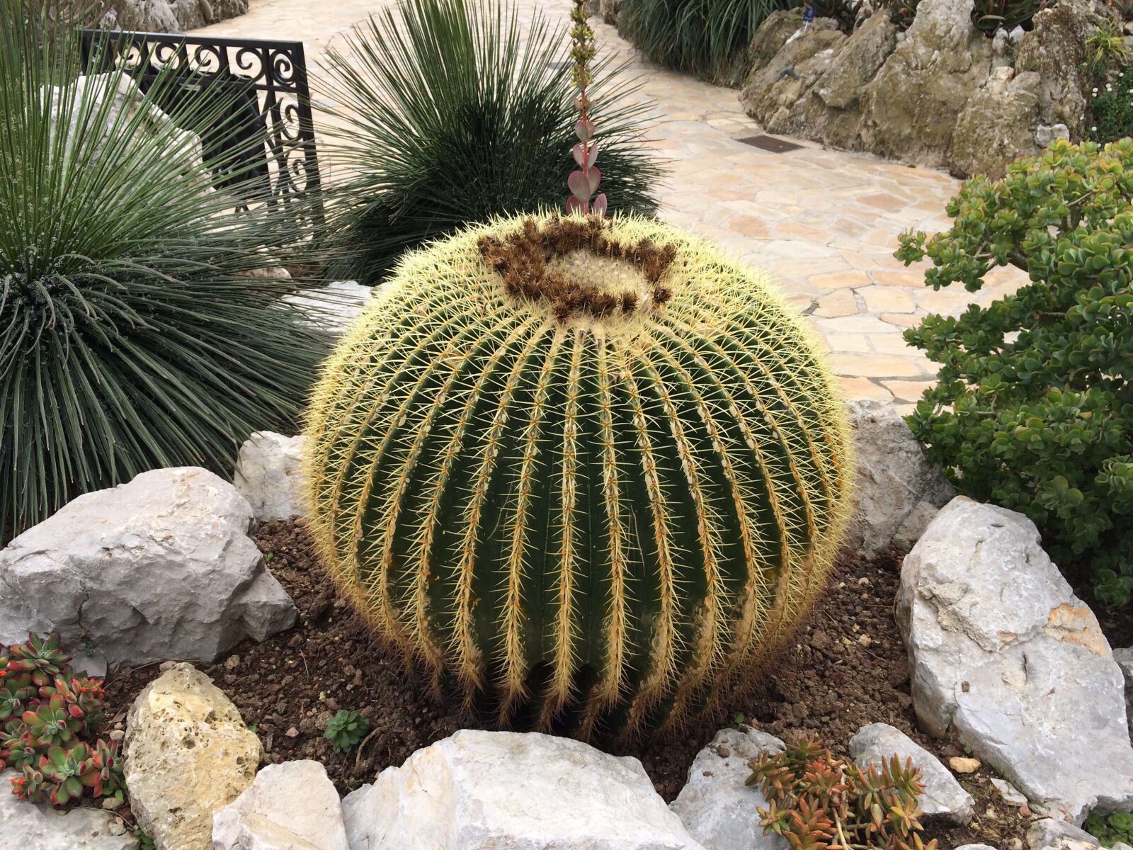 iPhone 5s back camera 4.15mm f/2.2 sample photo. French riviera, monaco, cactus photography