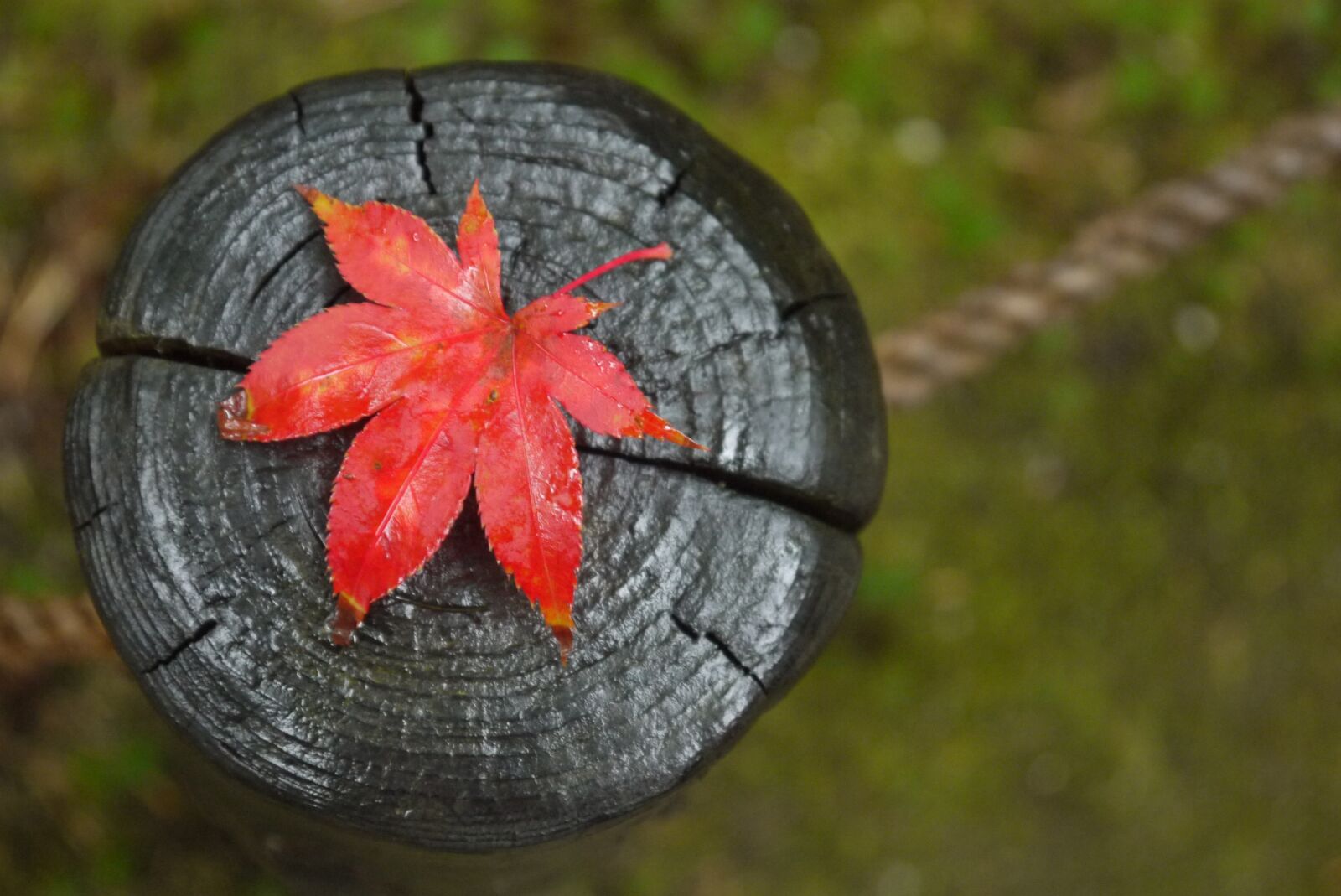 Panasonic Lumix DMC-G2 sample photo. Maple, fall, leaf photography