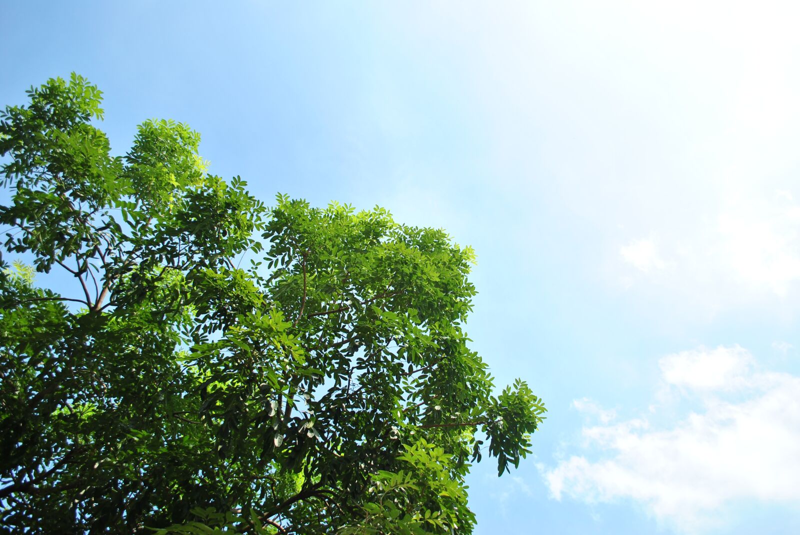 Nikon D3000 sample photo. Tree, green, sky photography