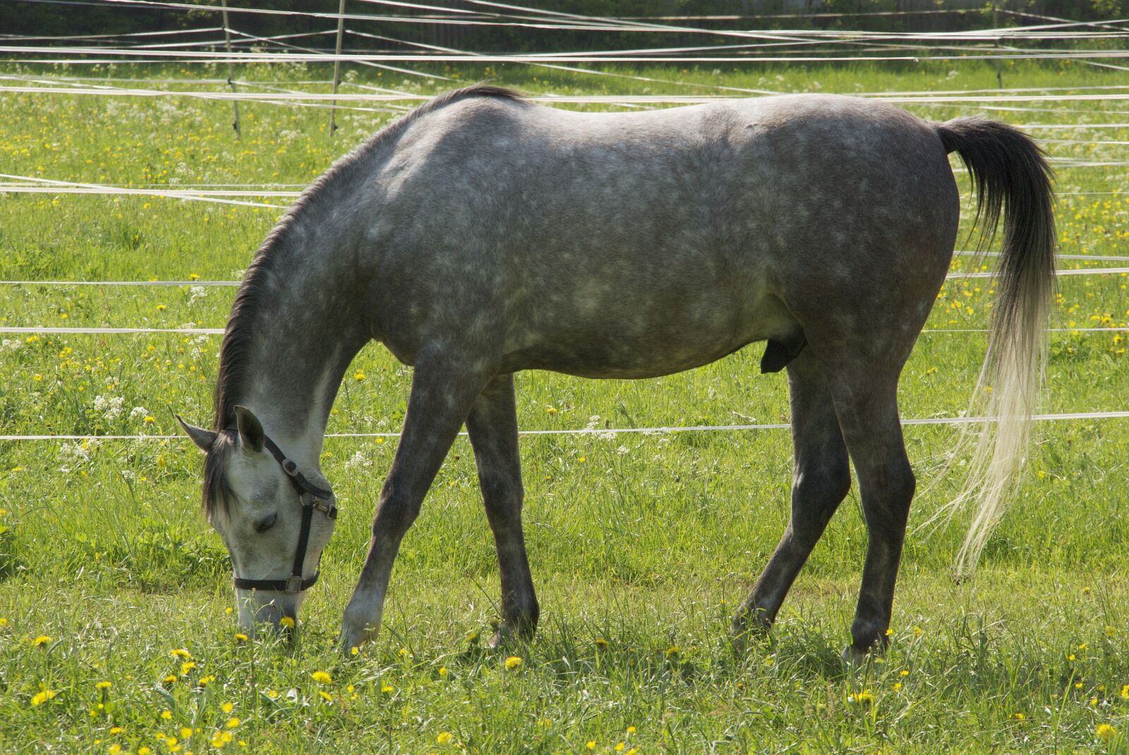 Nikon D80 sample photo. Horse, animals, reiterhof photography