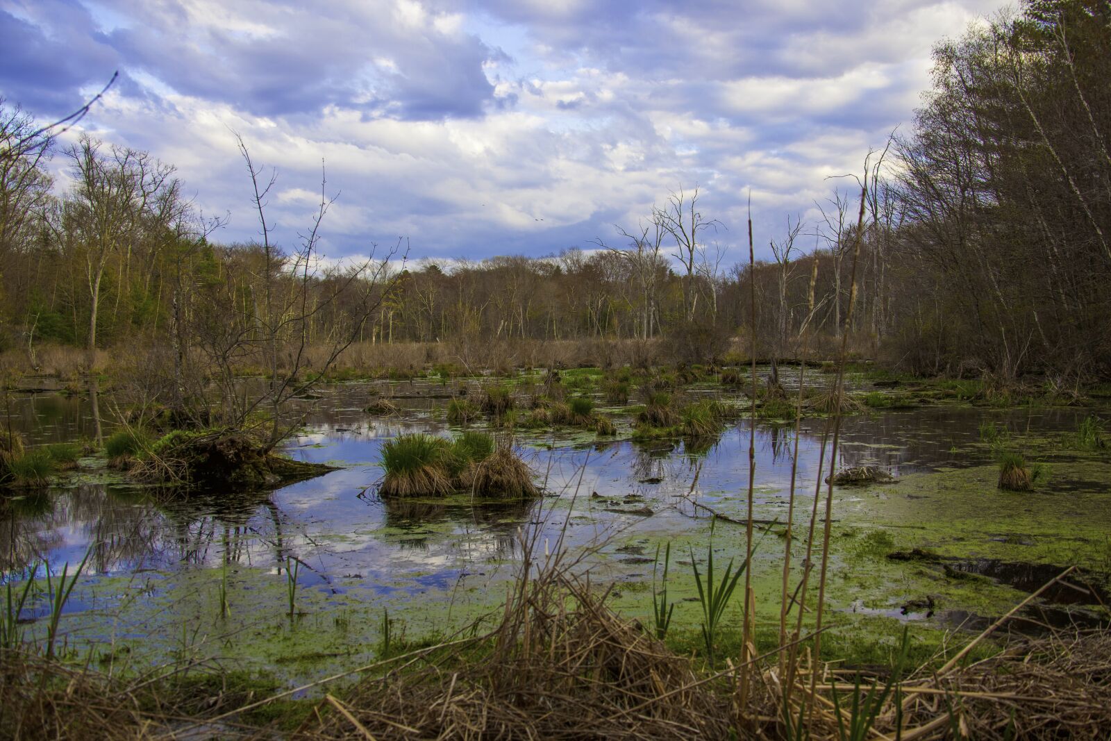 Canon EOS 5D Mark II sample photo. Swamp, landscape, scenic photography