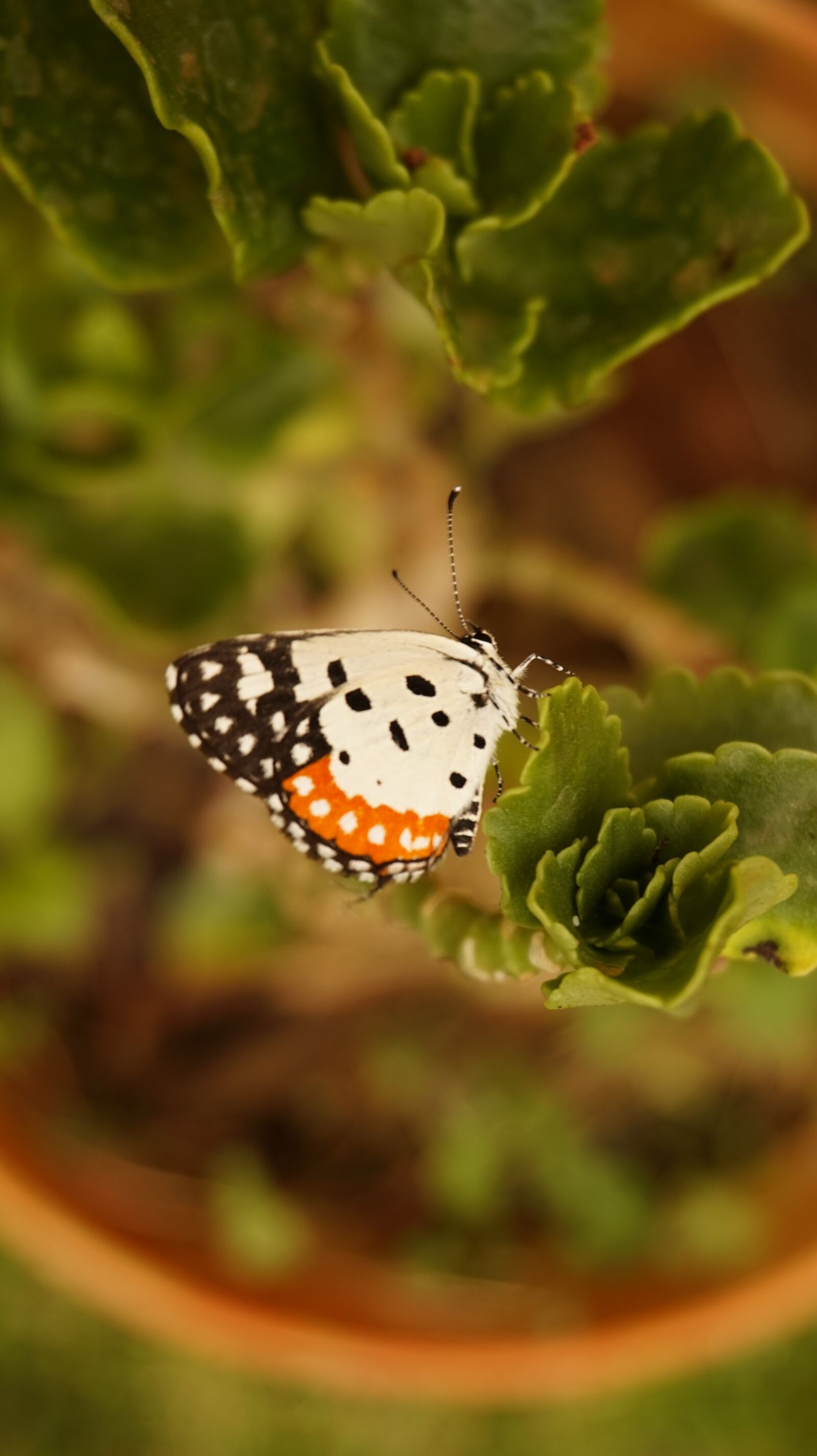 Sony Alpha a5000 (ILCE 5000) sample photo. Butterfly, wings, fly photography